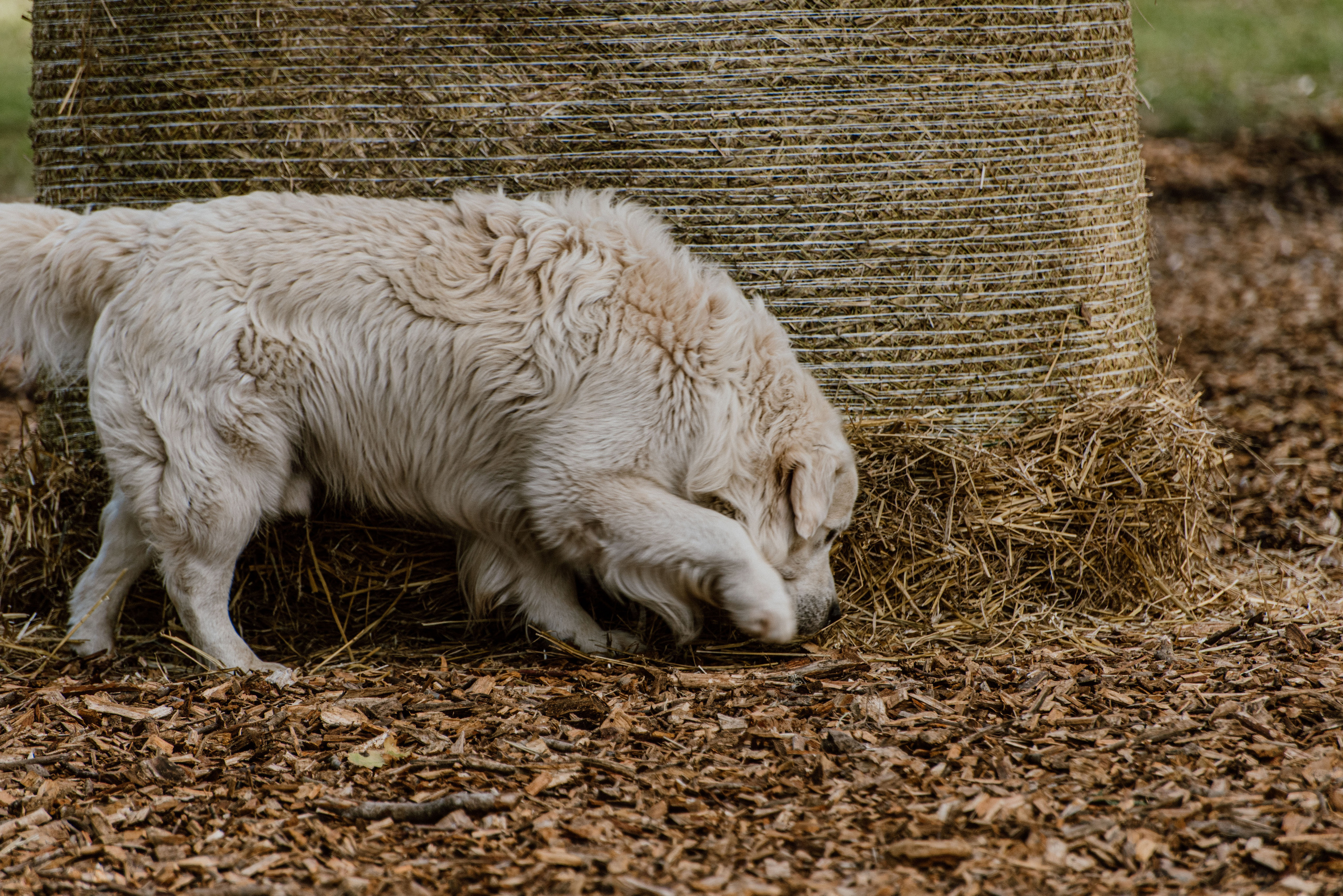 Urisaare 2021, Kantry festival. Pulmafotograaf ja videograaf Eestis, Tallinn