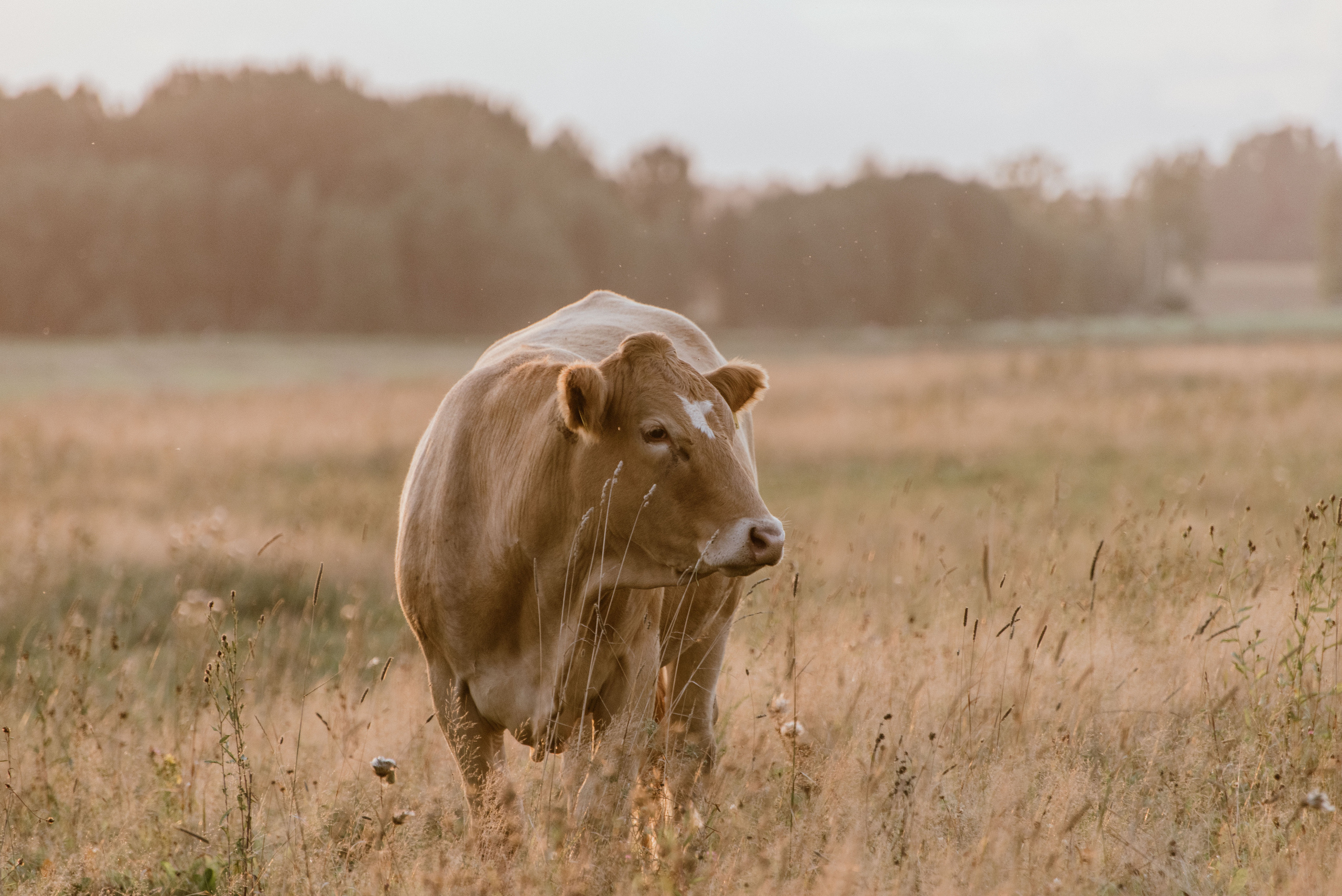 Urisaare 2021, Kantry festival. Pulmafotograaf ja videograaf Eestis, Tallinn