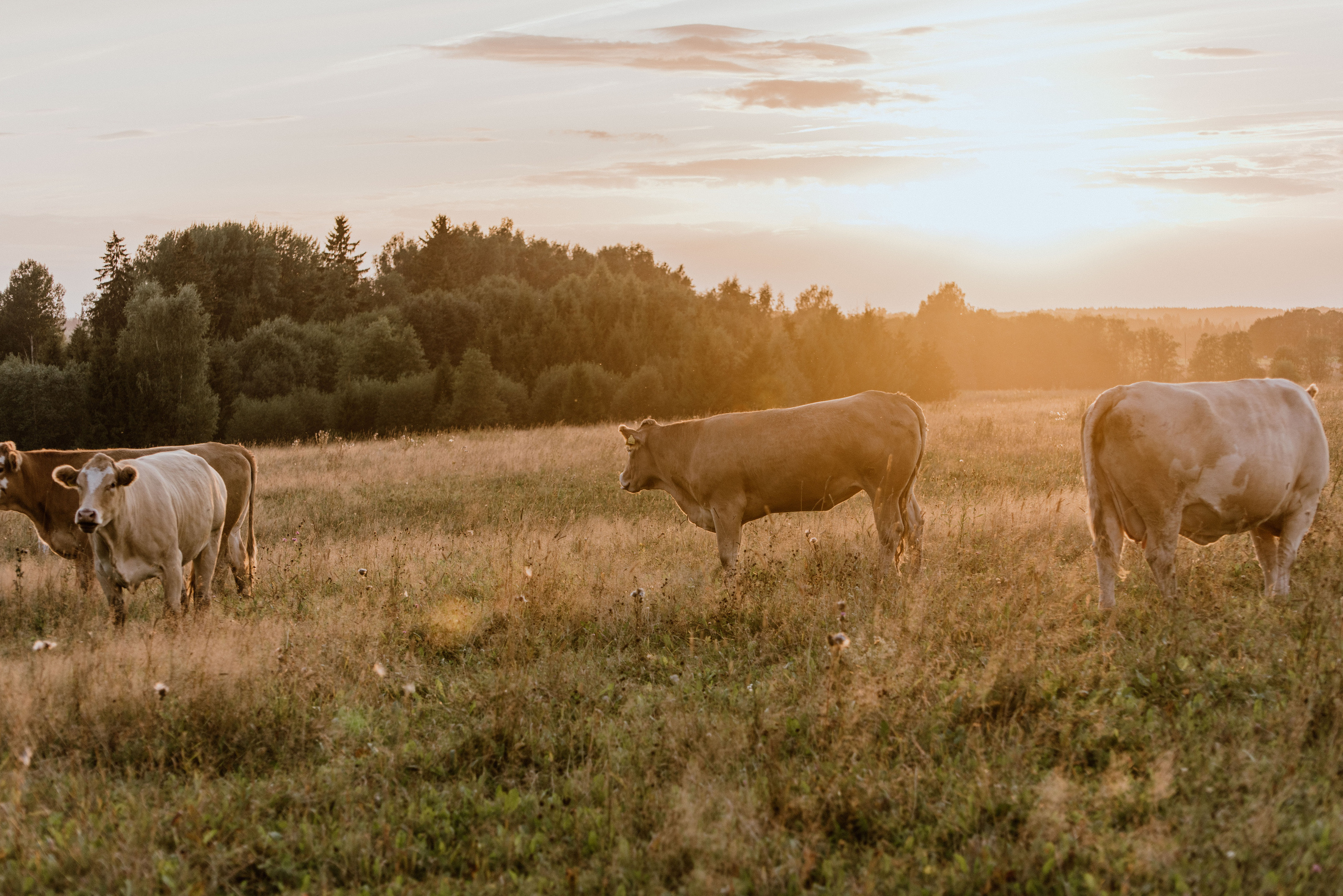 Urisaare 2021, Kantry festival. Pulmafotograaf ja videograaf Eestis, Tallinn