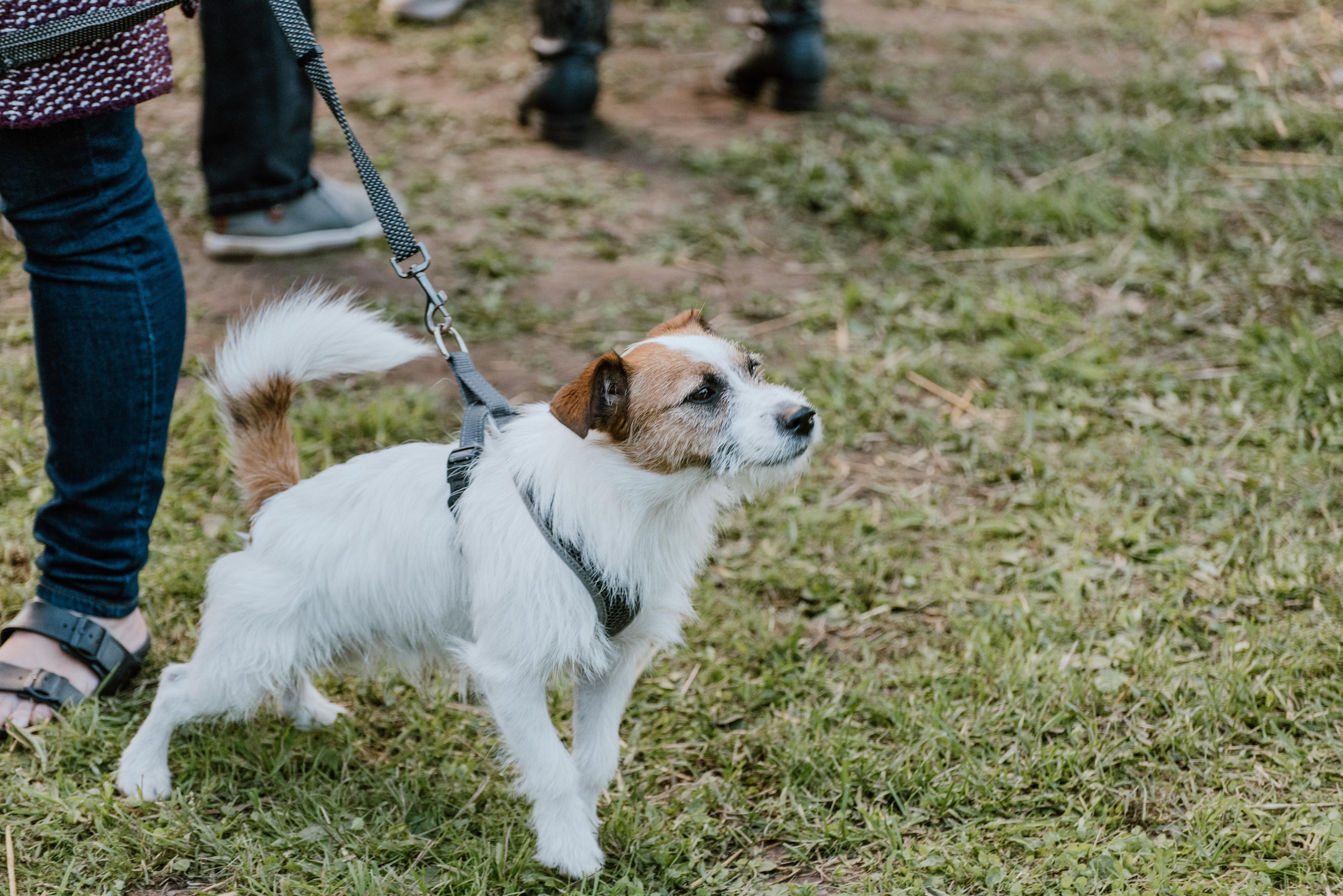 Urisaare 2021, Kantry festival. Pulmafotograaf ja videograaf Eestis, Tallinn