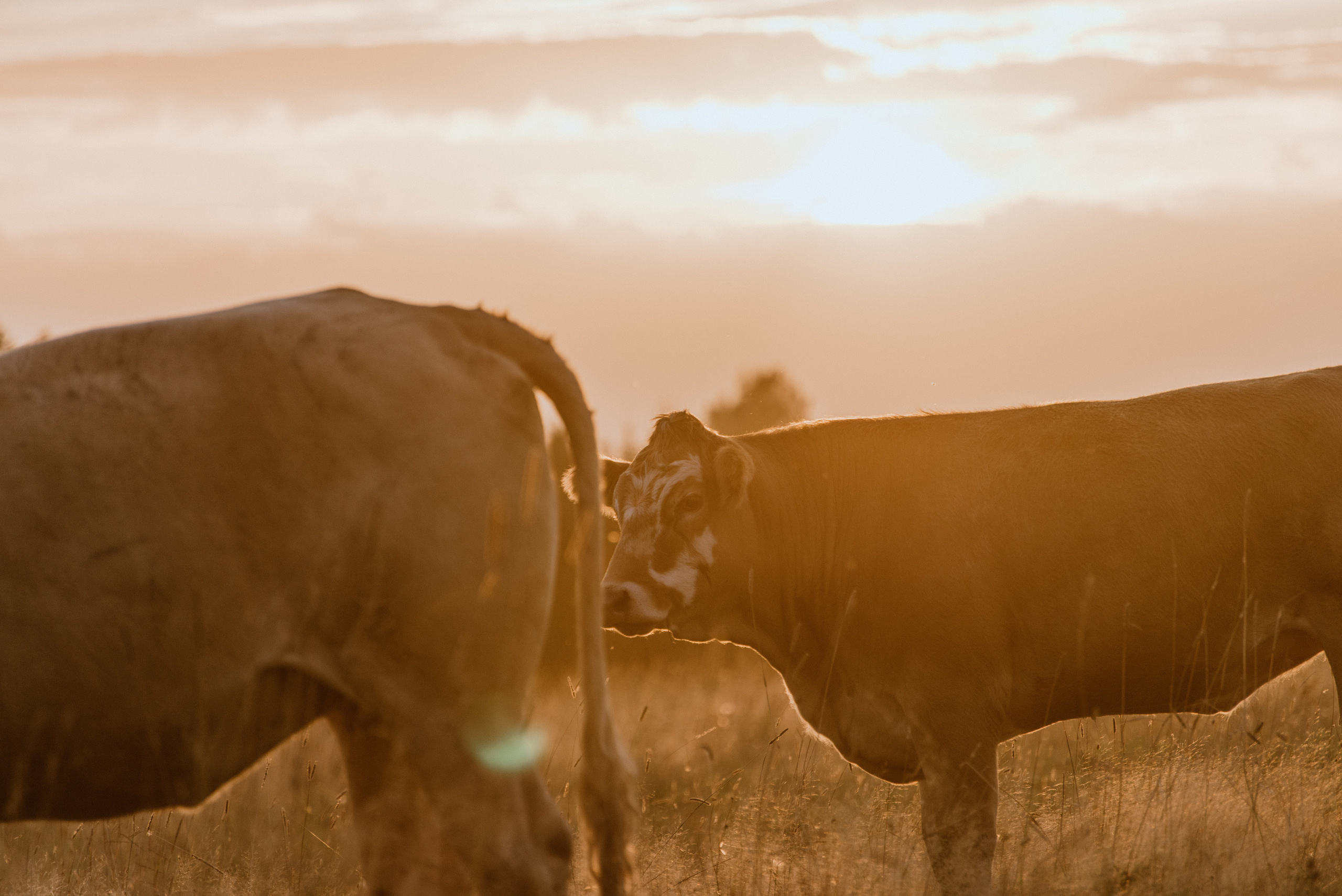Urisaare 2021, Kantry festival. Pulmafotograaf ja videograaf Eestis, Tallinn