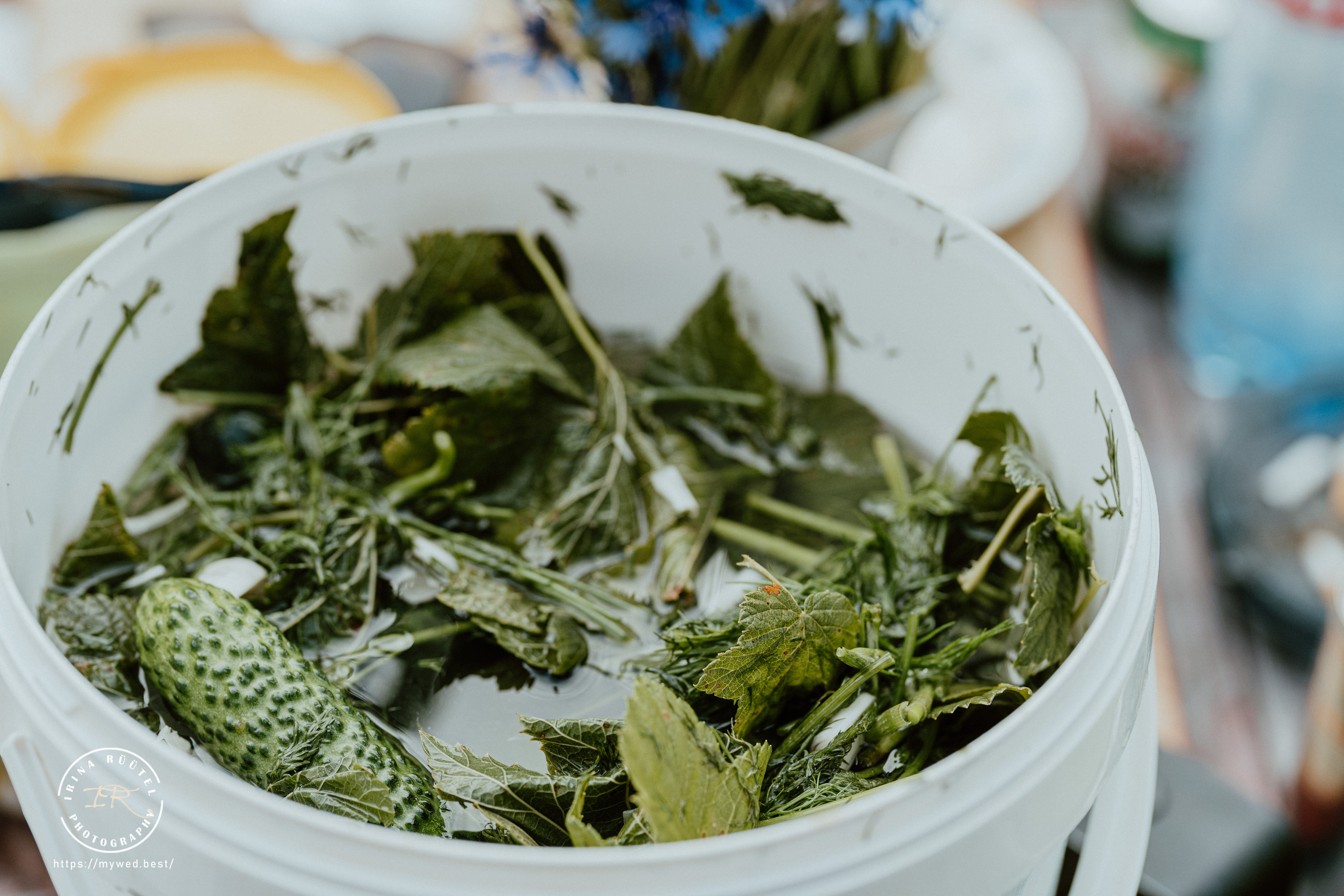 Salooga. Saaremaa. Wedding and Family Photographer