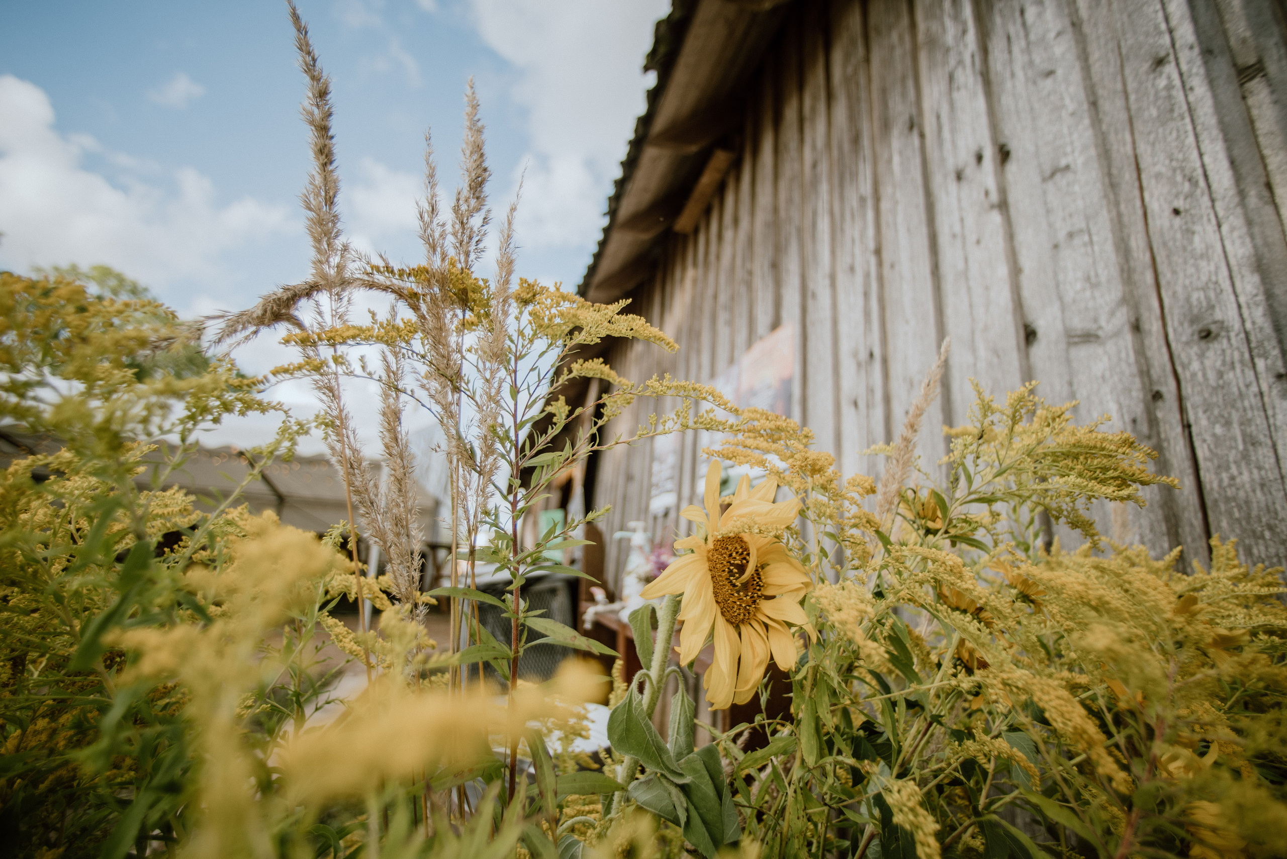 Urisaare 2021, Kantry festival. Pulmafotograaf ja videograaf Eestis, Tallinn