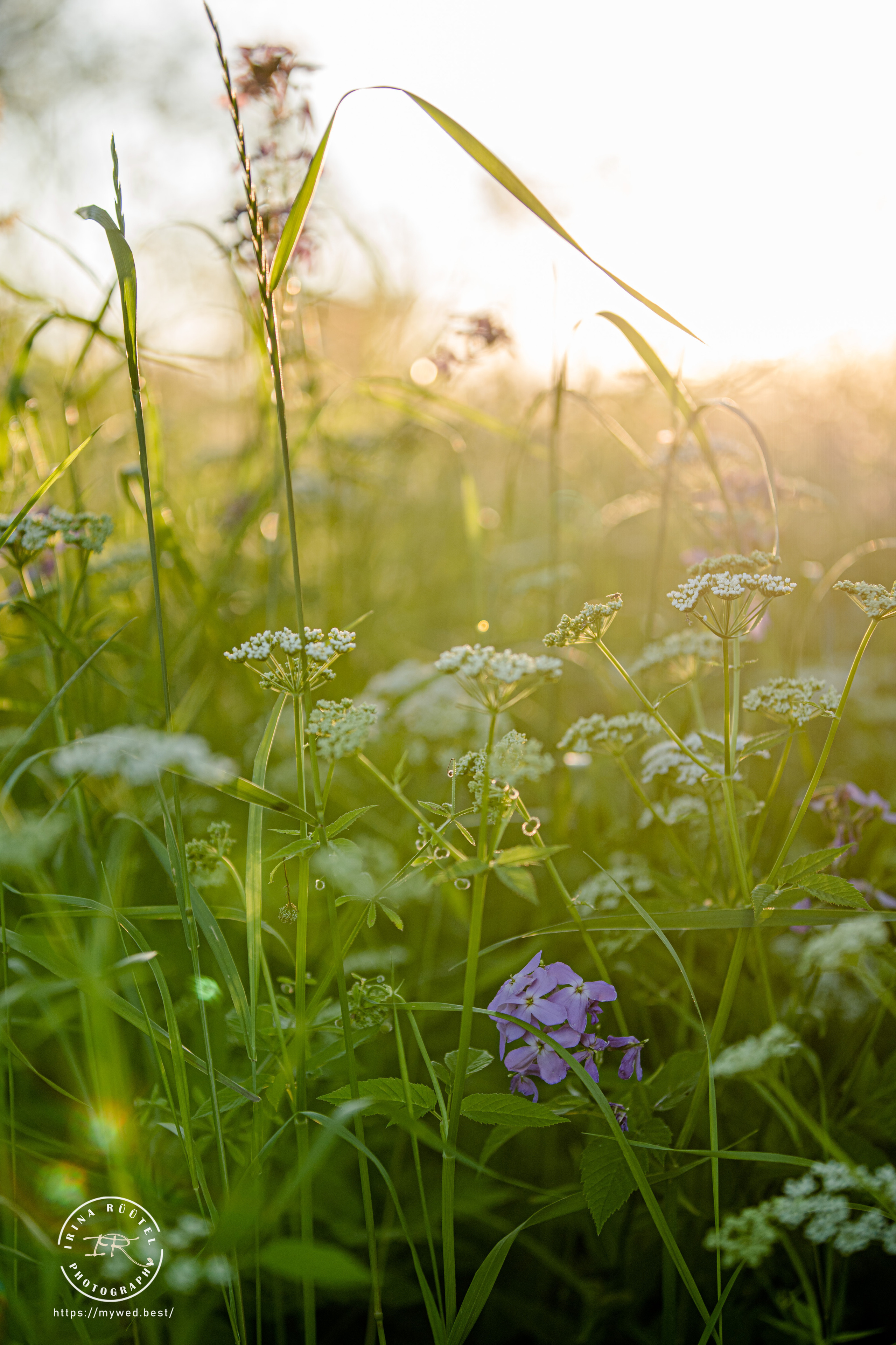 Salooga. Saaremaa. Wedding and Family Photographer