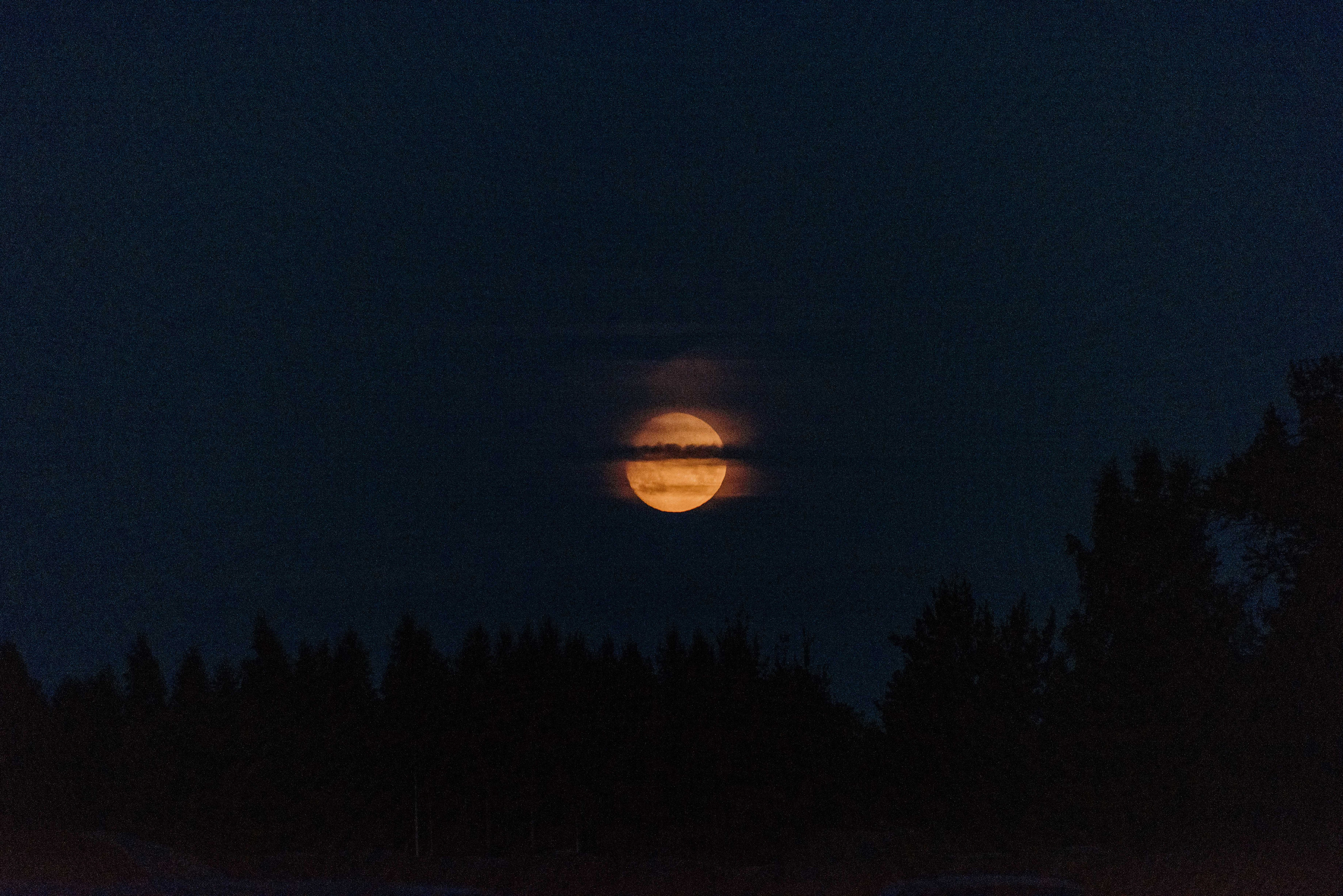 Urisaare 2021, Kantry festival. Pulmafotograaf ja videograaf Eestis, Tallinn