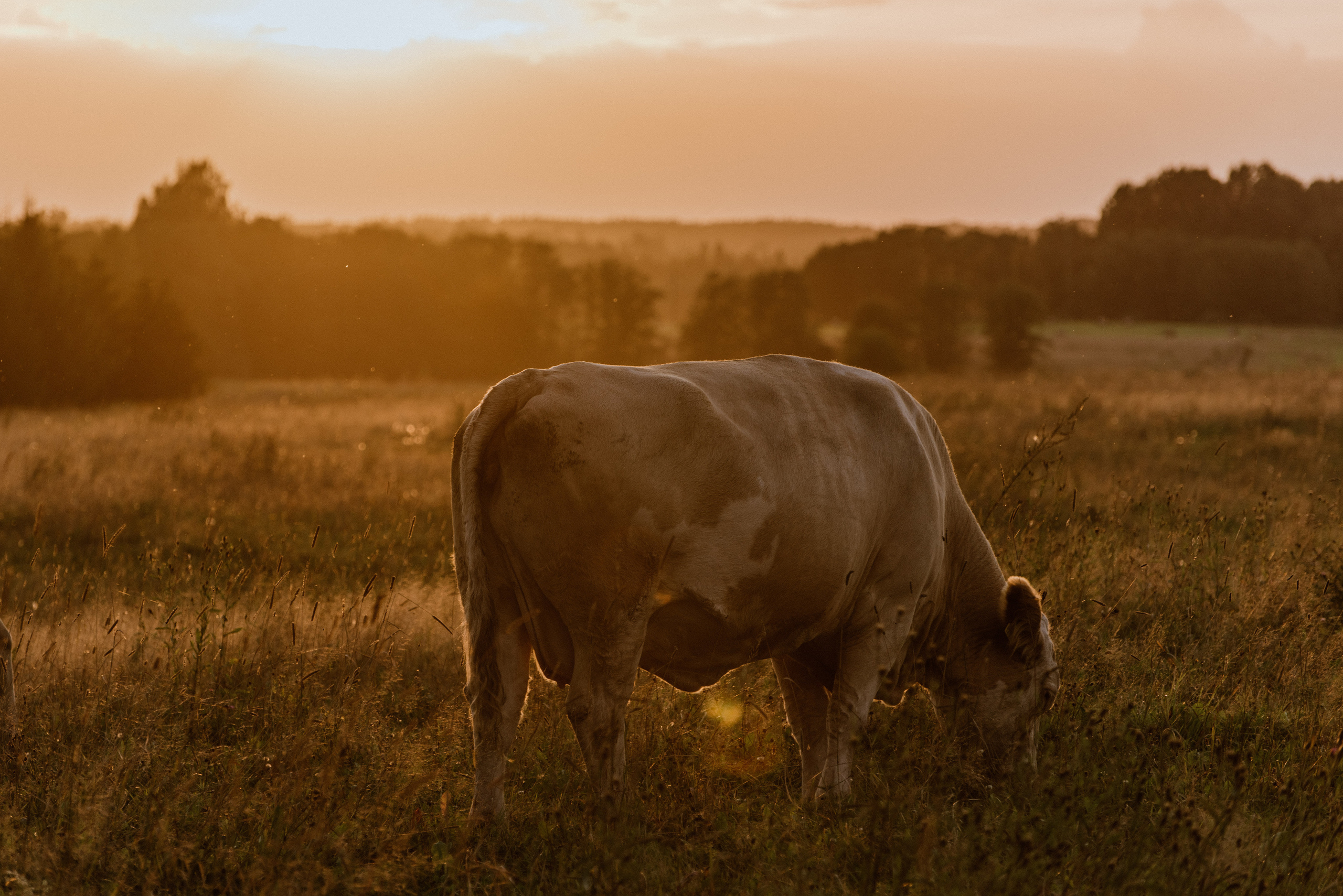 Urisaare 2021, Kantry festival. Pulmafotograaf ja videograaf Eestis, Tallinn