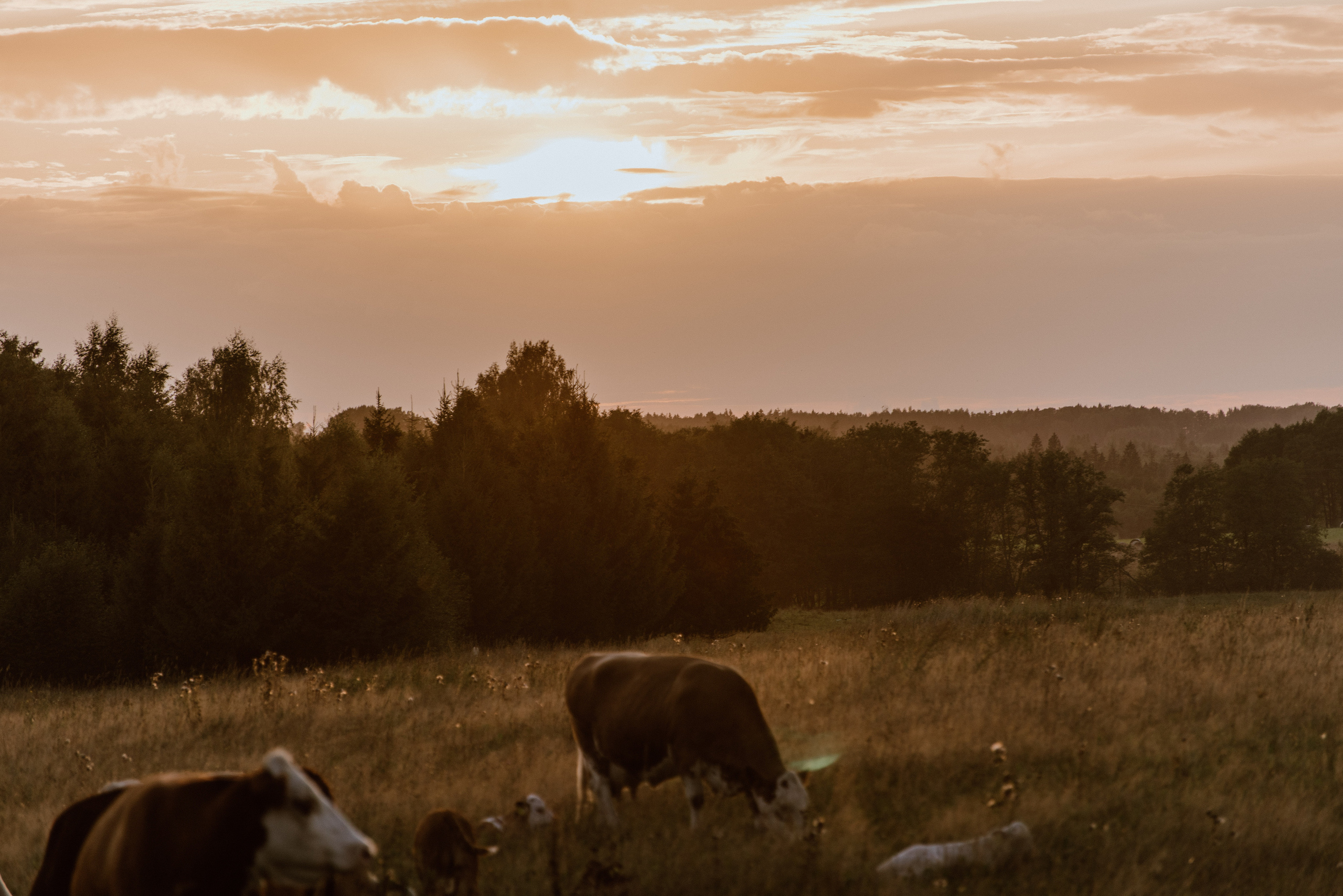 Urisaare 2021, Kantry festival. Pulmafotograaf ja videograaf Eestis, Tallinn