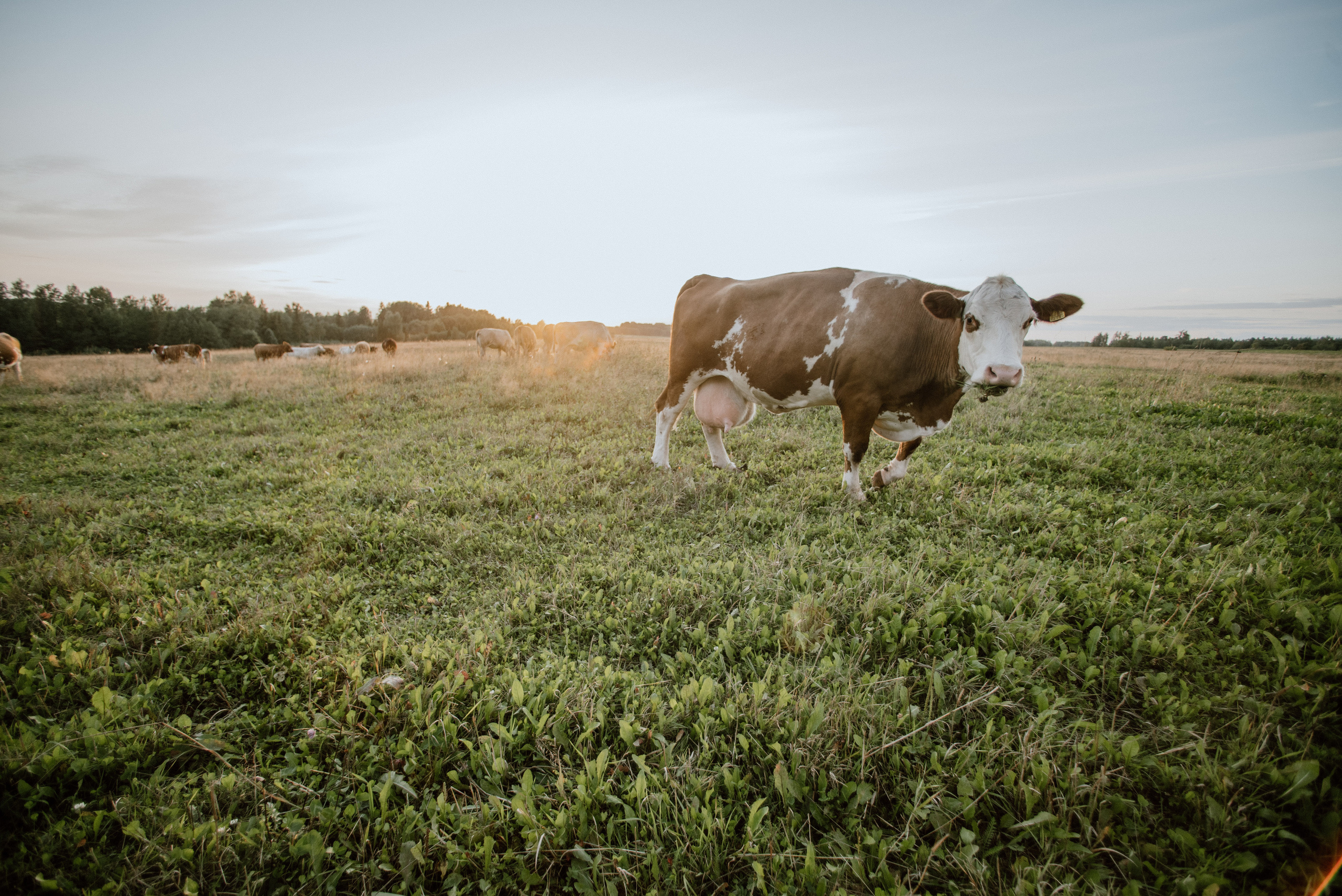 Urisaare 2021, Kantry festival. Pulmafotograaf ja videograaf Eestis, Tallinn