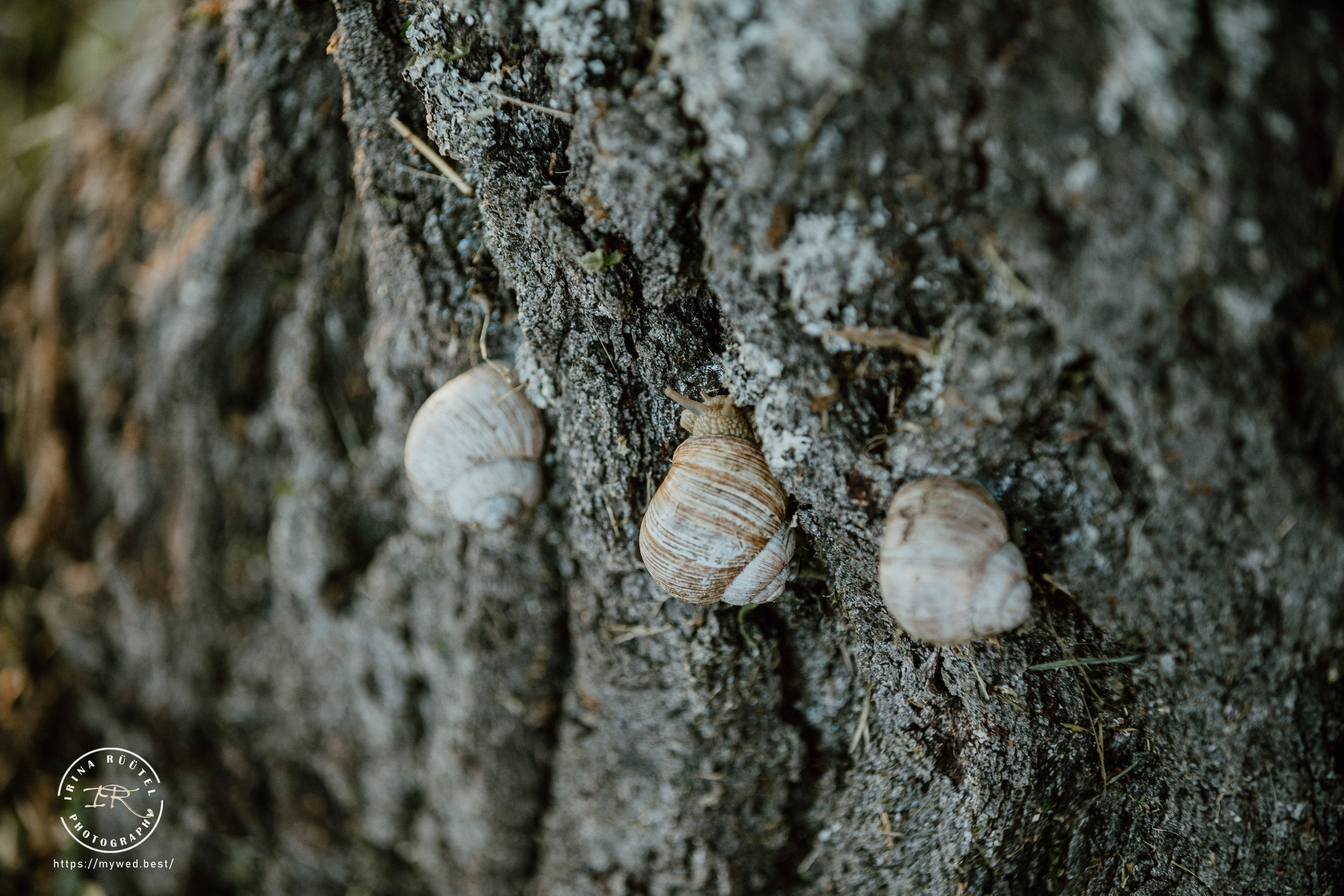 Salooga. Saaremaa. Wedding and Family Photographer