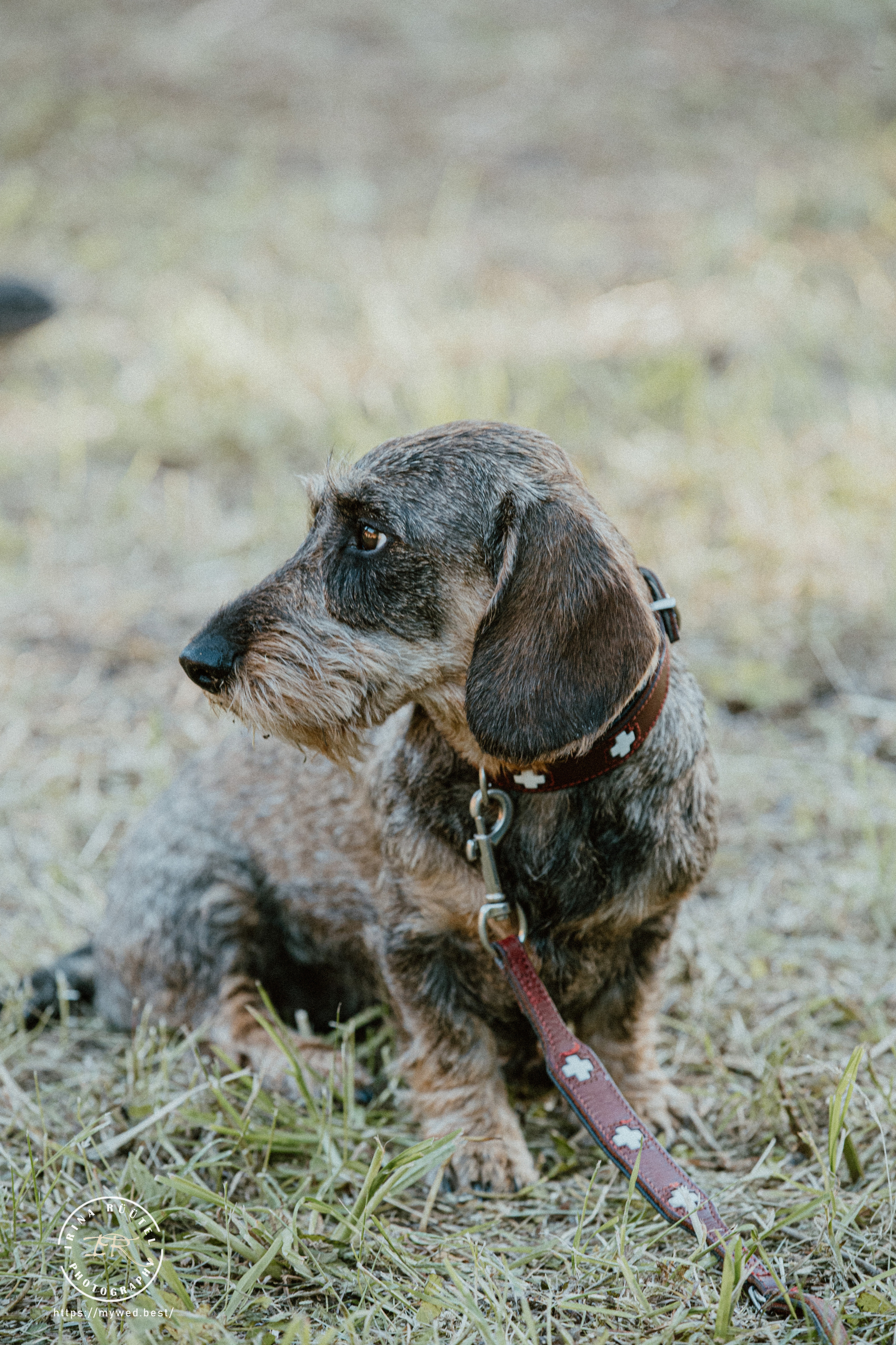 Salooga. Saaremaa. Wedding and Family Photographer