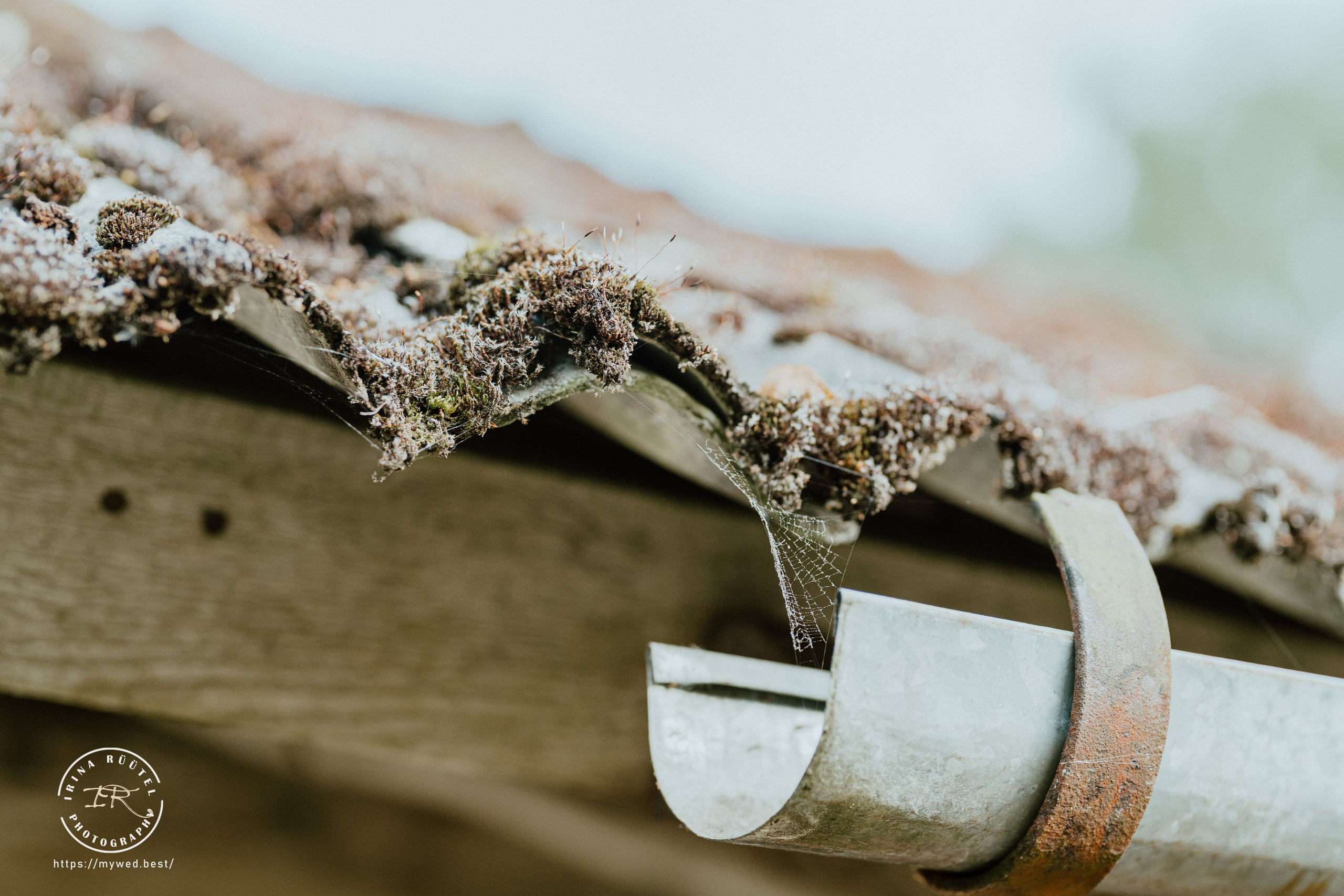 Salooga. Saaremaa. Wedding and Family Photographer