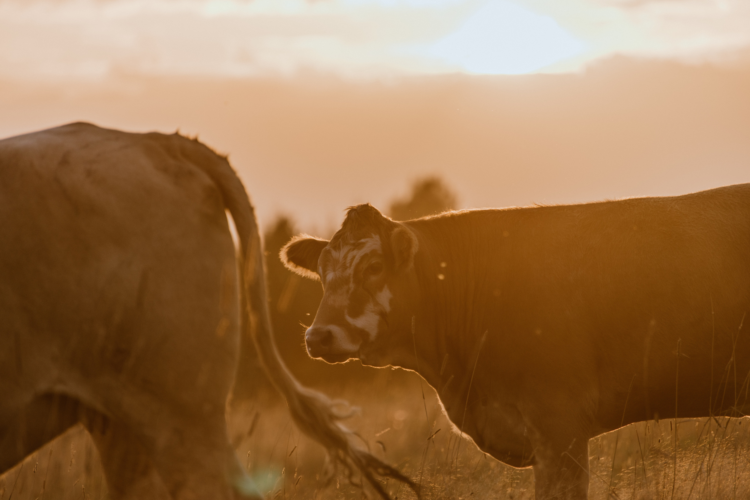 Urisaare 2021, Kantry festival. Pulmafotograaf ja videograaf Eestis, Tallinn