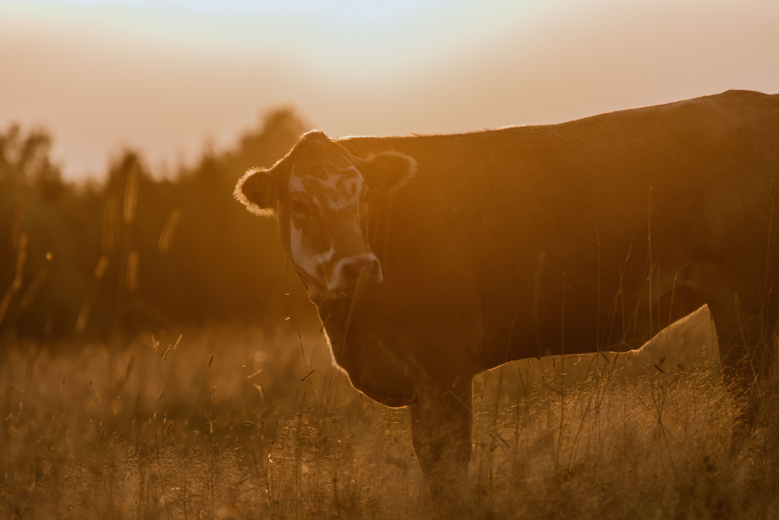 Urisaare 2021, Kantry festival. Pulmafotograaf ja videograaf Eestis, Tallinn