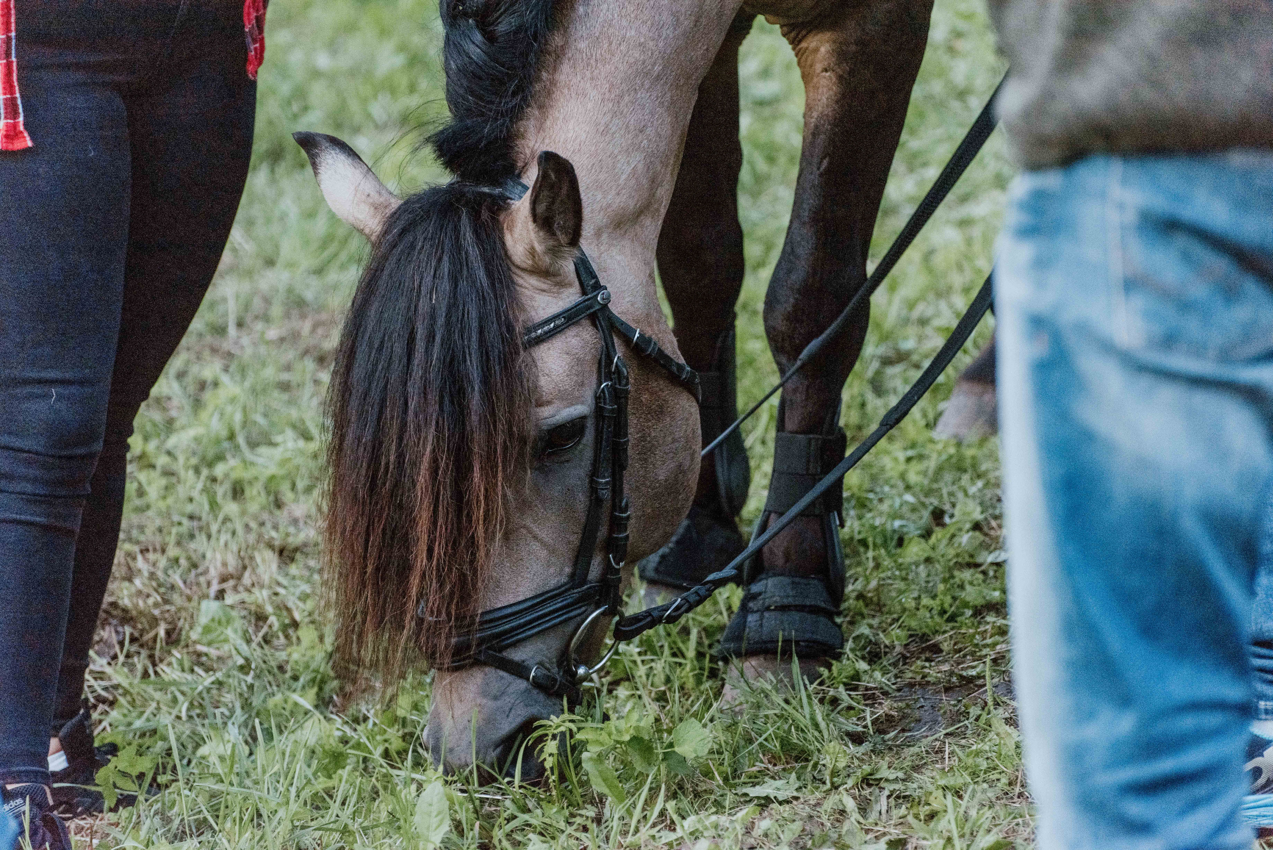 Urisaare 2021, Kantry festival. Pulmafotograaf ja videograaf Eestis, Tallinn