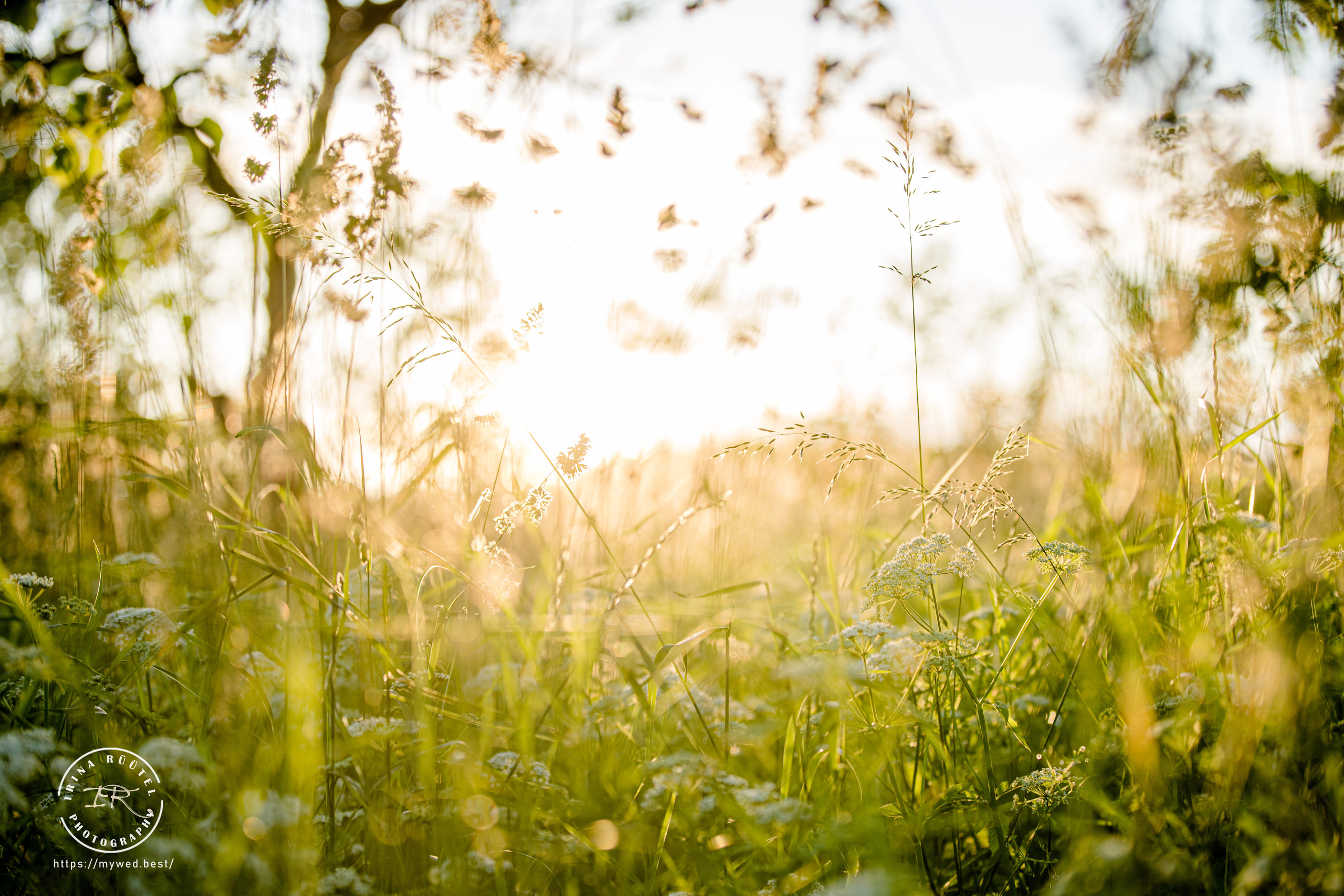 Salooga. Saaremaa. Wedding and Family Photographer