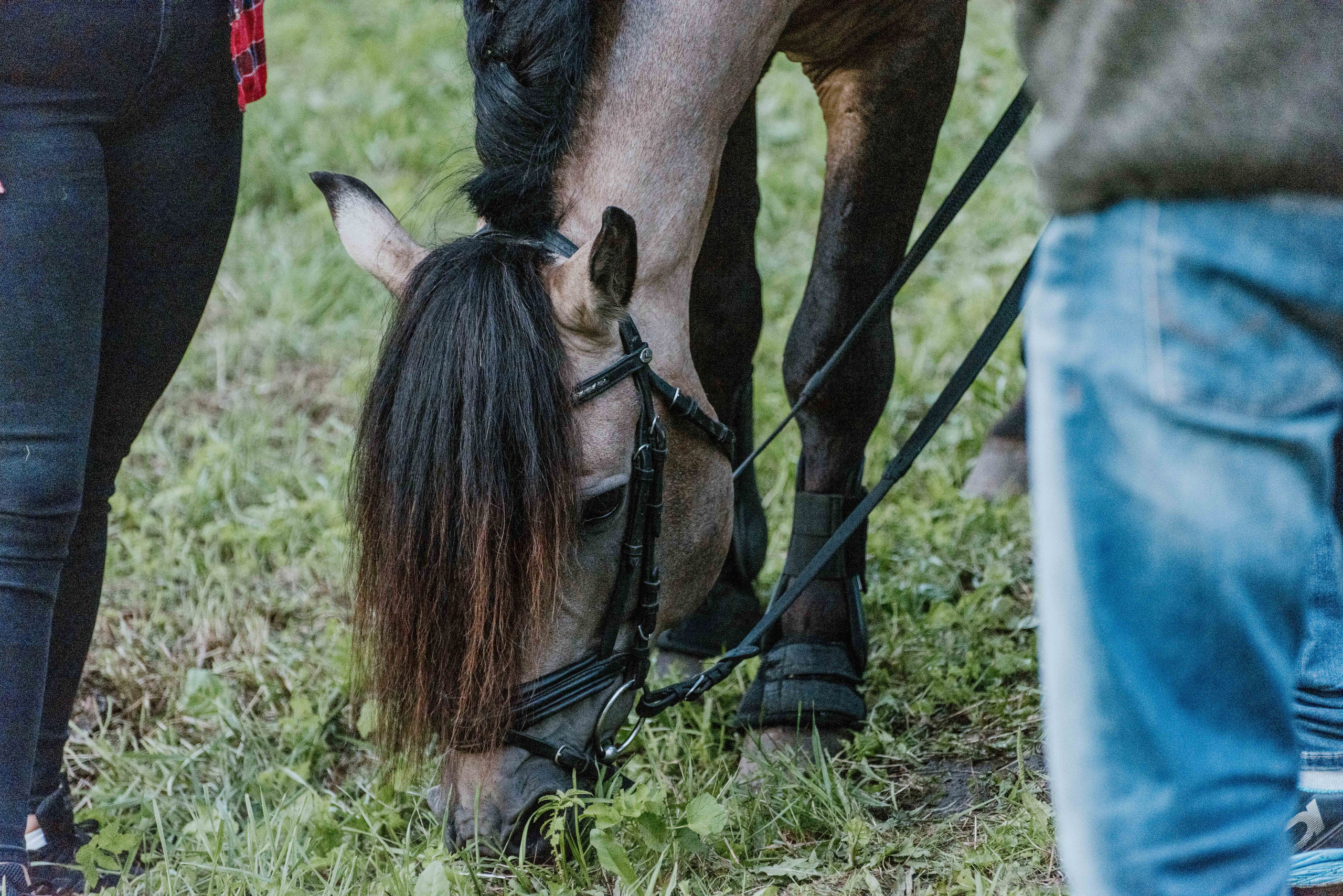 Urisaare 2021, Kantry festival. Pulmafotograaf ja videograaf Eestis, Tallinn