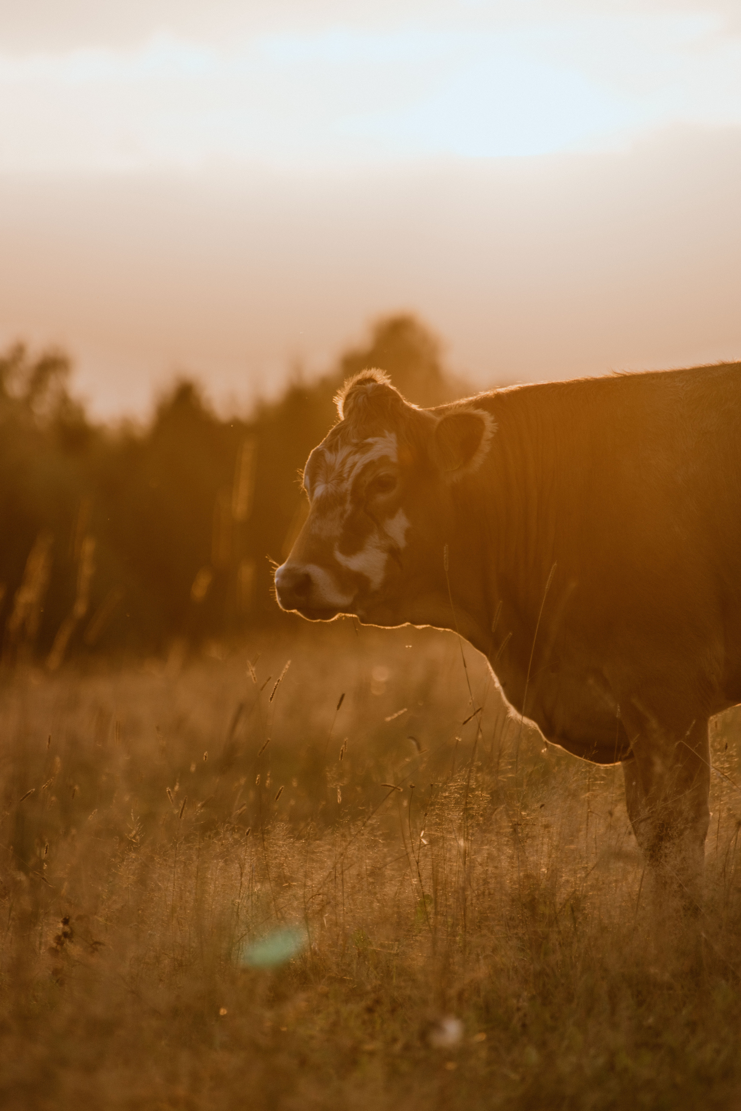 Urisaare 2021, Kantry festival. Pulmafotograaf ja videograaf Eestis, Tallinn