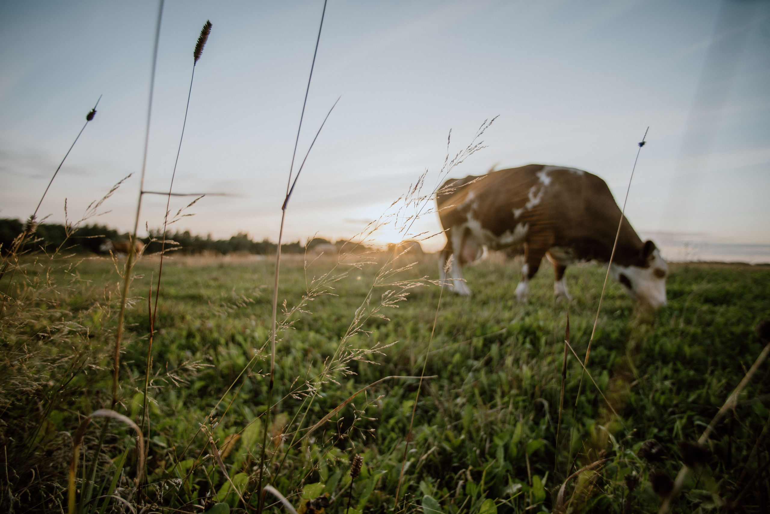 Urisaare 2021, Kantry festival. Pulmafotograaf ja videograaf Eestis, Tallinn