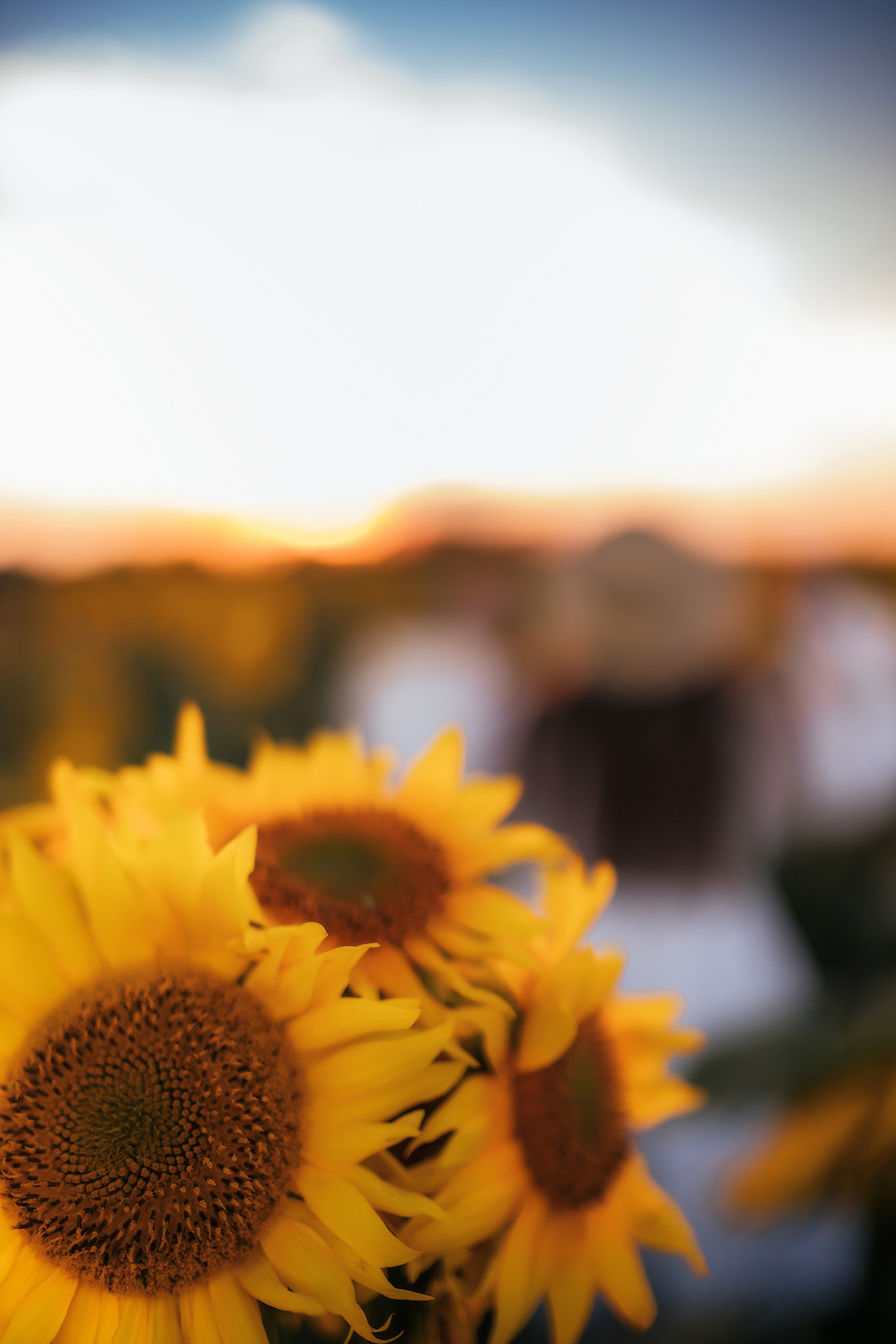 Вікторія і соняшники. Семейный и свадебный фотограф в Харьков