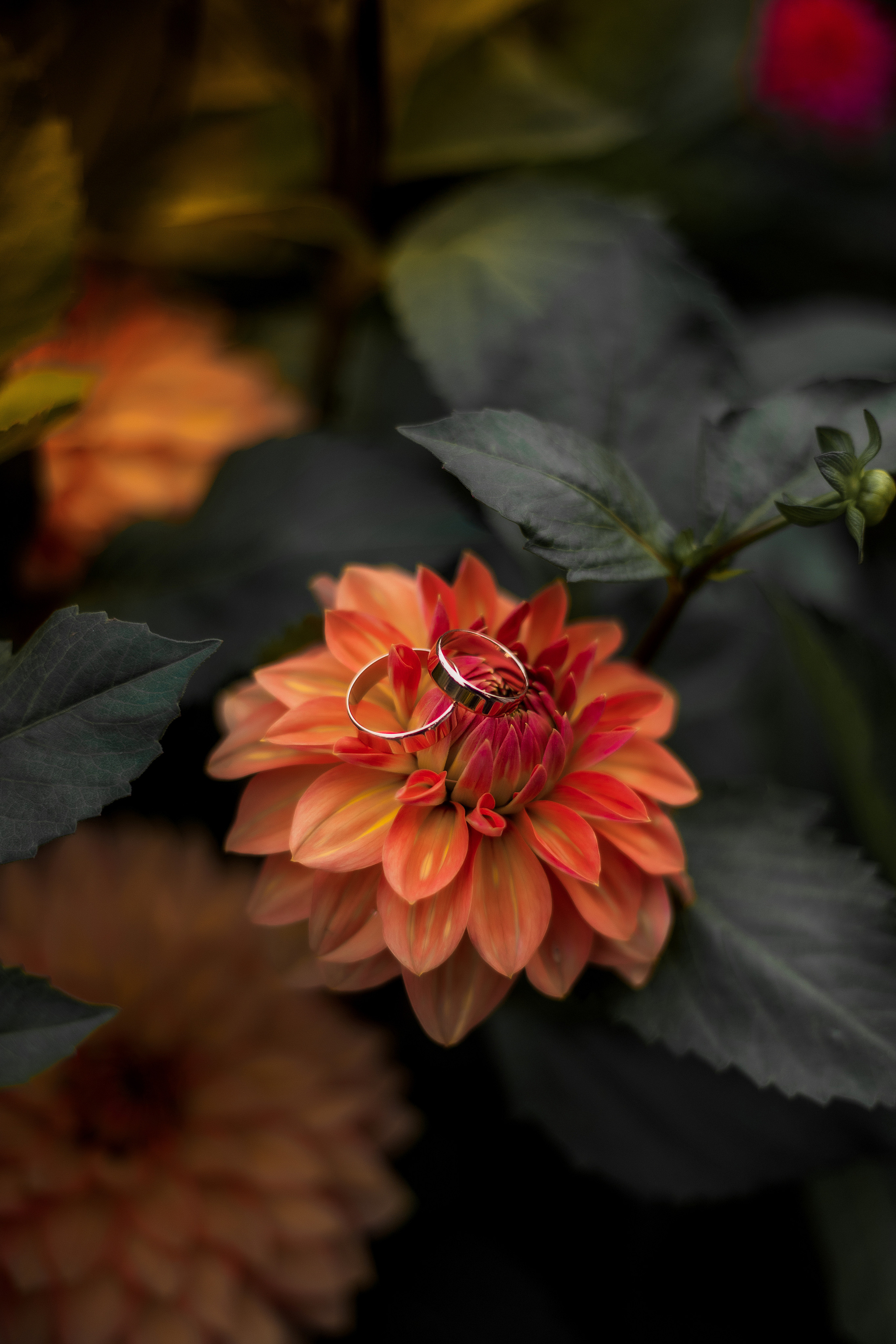 Семейный и свадебный фотограф в Харьков