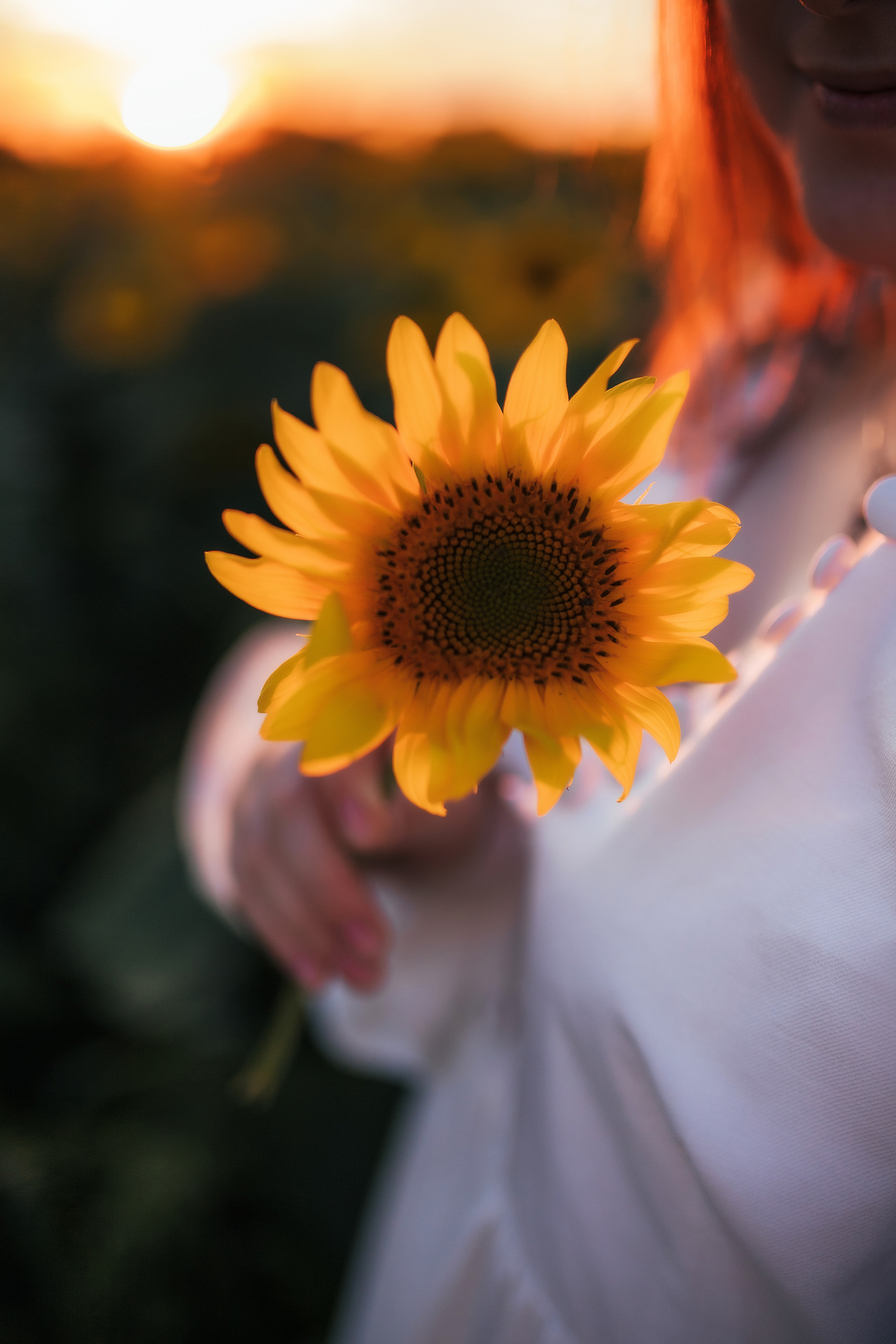 Вікторія і соняшники. Семейный и свадебный фотограф в Харьков