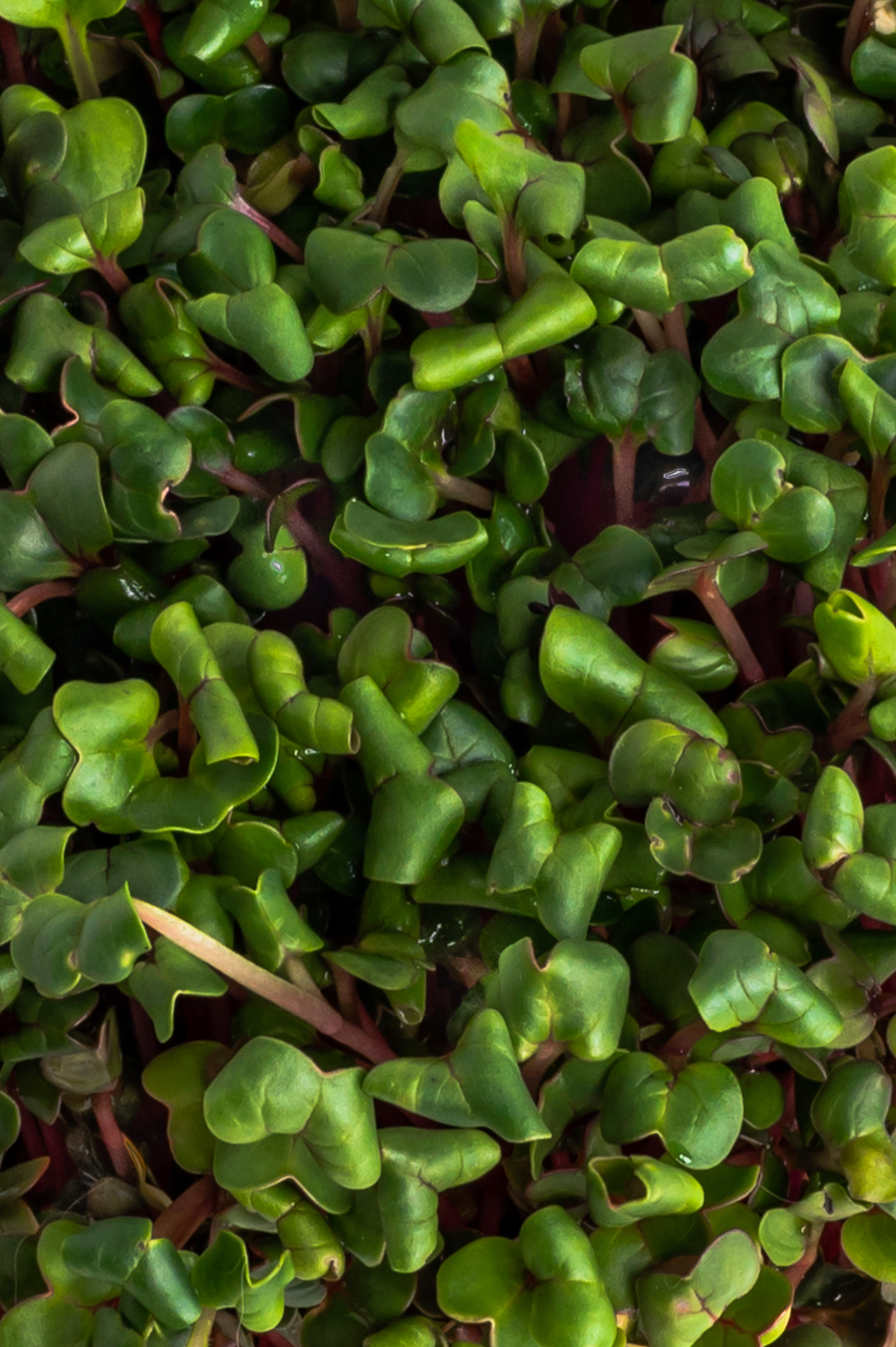 Предметні фото. Сімейний, дитячий та індивідуальний фотограф в м. Тернопіль, м. Львів