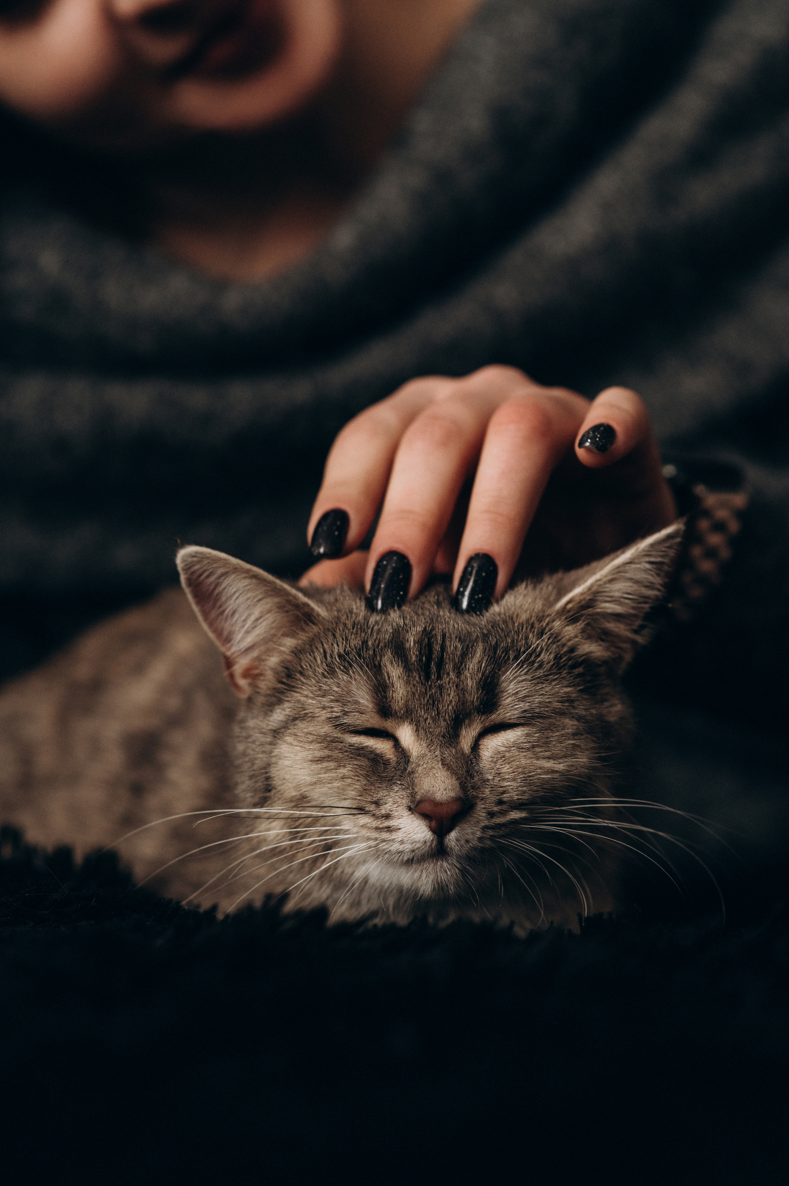 Фотосесія з котиком. Сімейний, дитячий та індивідуальний фотограф в м. Тернопіль, м. Львів