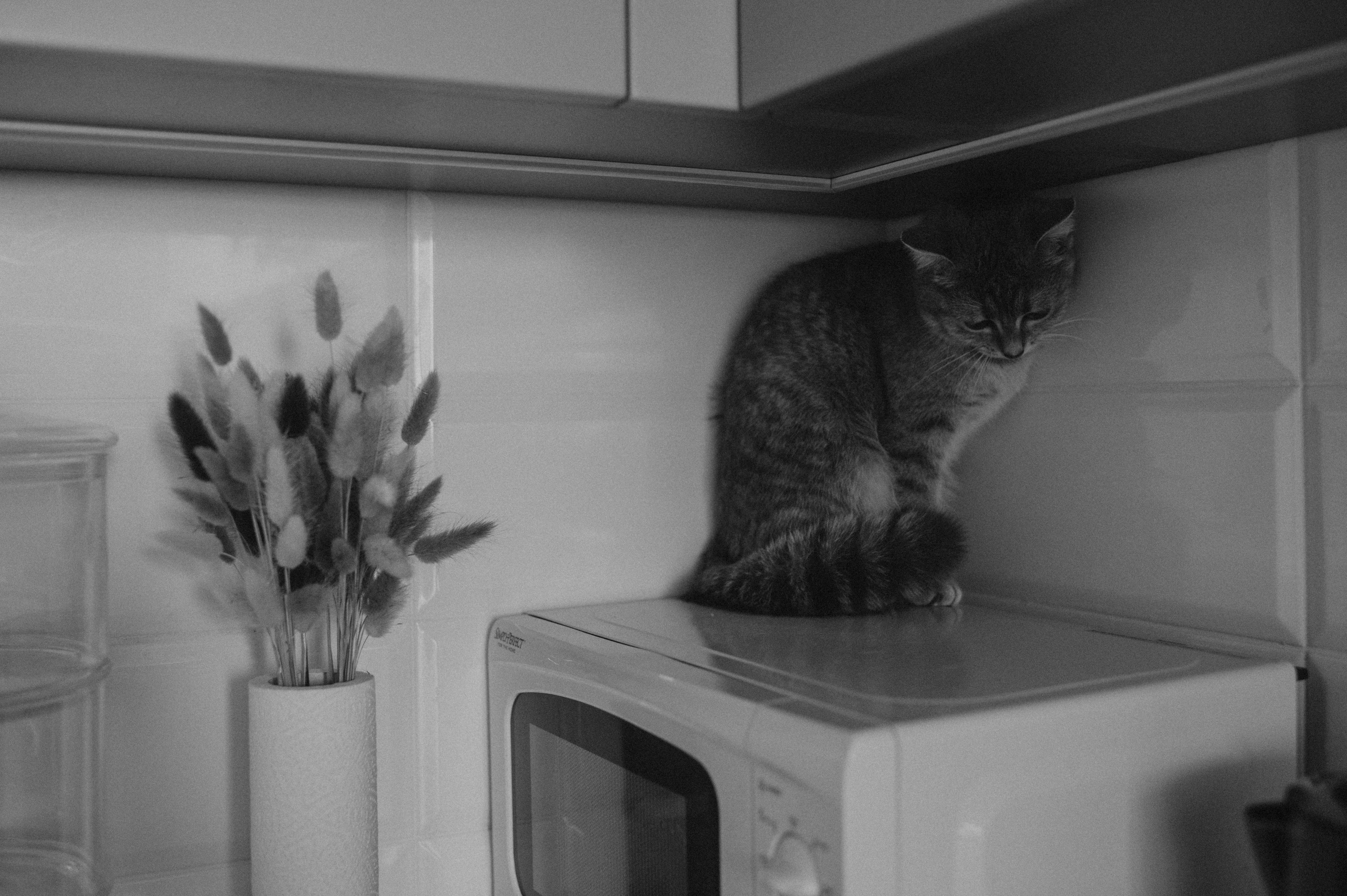 Фотосесія з котиком. Сімейний, дитячий та індивідуальний фотограф в м. Тернопіль, м. Львів