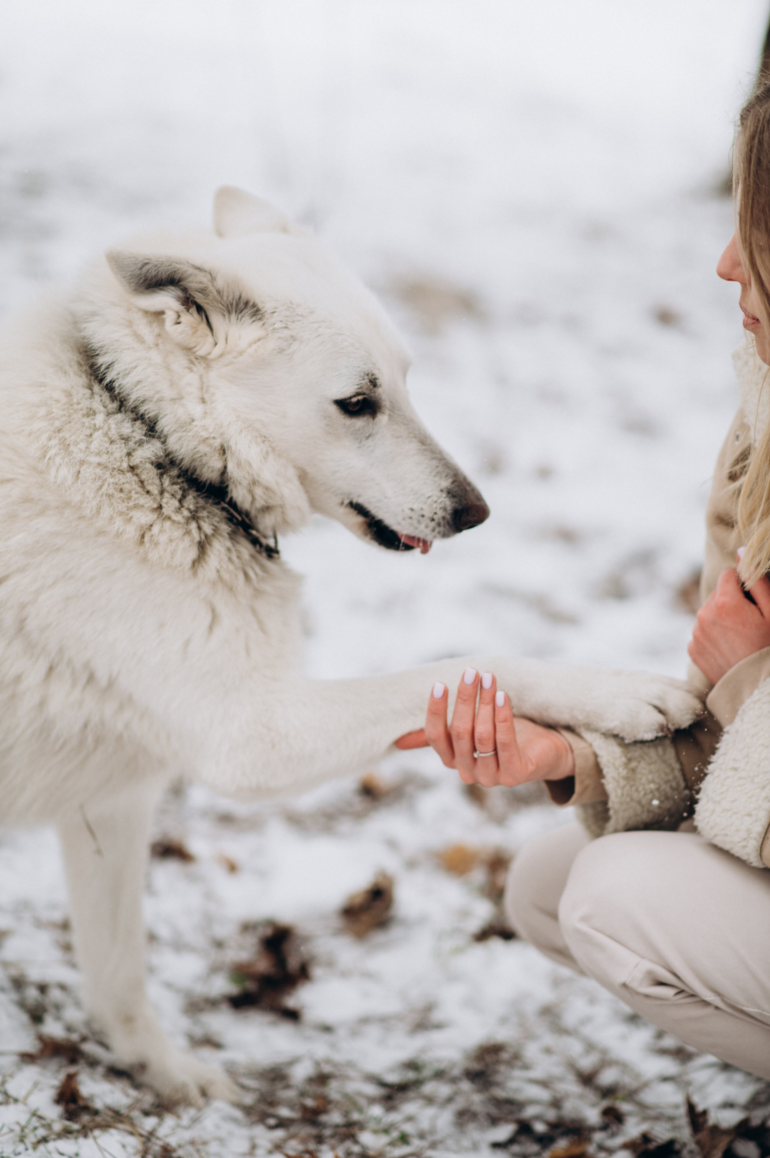 Зйомка з собакою Oleksandra & Volt. Сімейний, дитячий та індивідуальний фотограф в м. Тернопіль, м. Львів