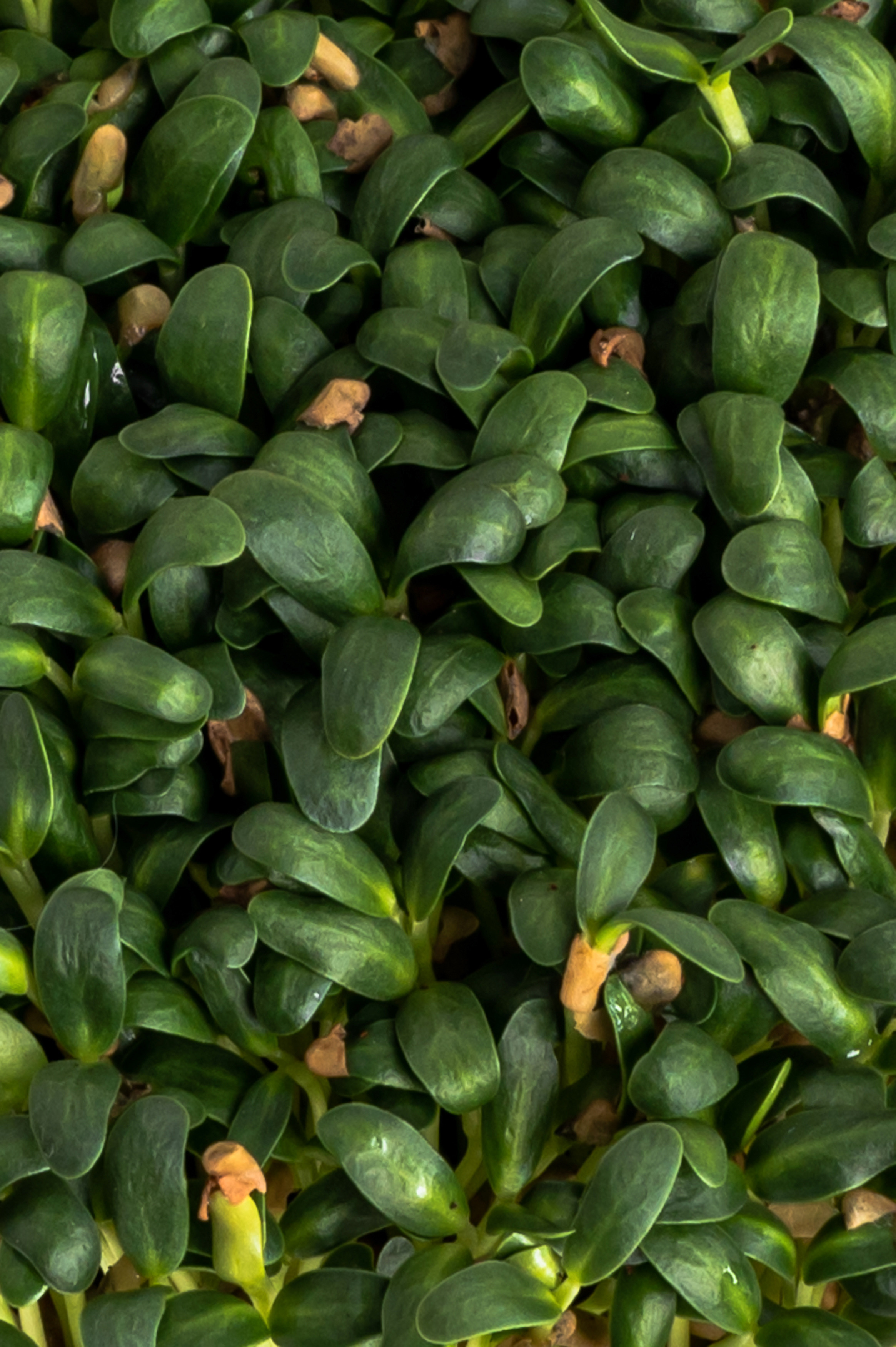 Предметні фото. Сімейний, дитячий та індивідуальний фотограф в м. Тернопіль, м. Львів