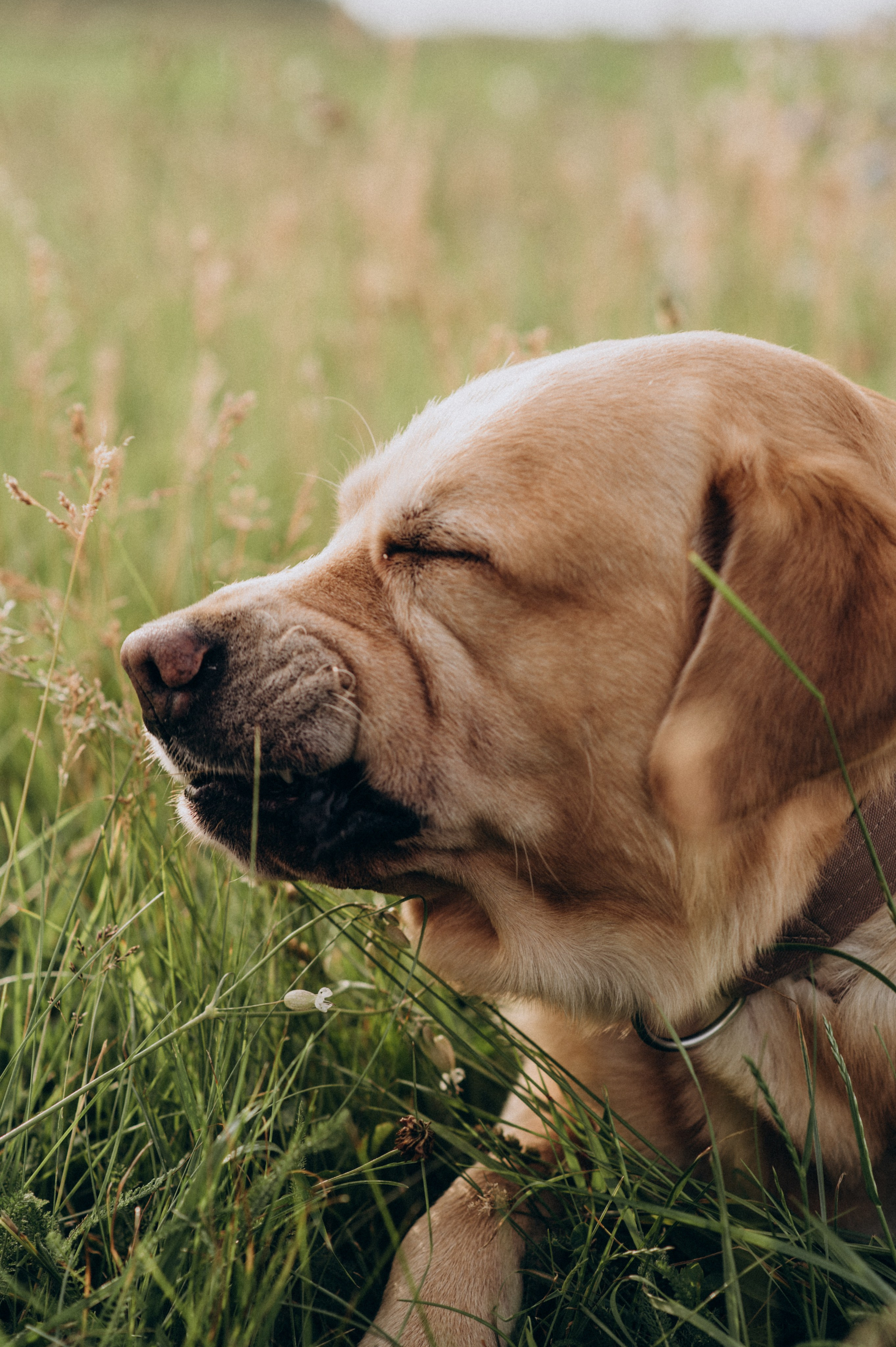 Сімейна фотосесія на природі, зйомка з собакою, фотосесія лавсторі Тернопіль. Сімейний, дитячий та індивідуальний фотограф в м. Тернопіль, м. Львів