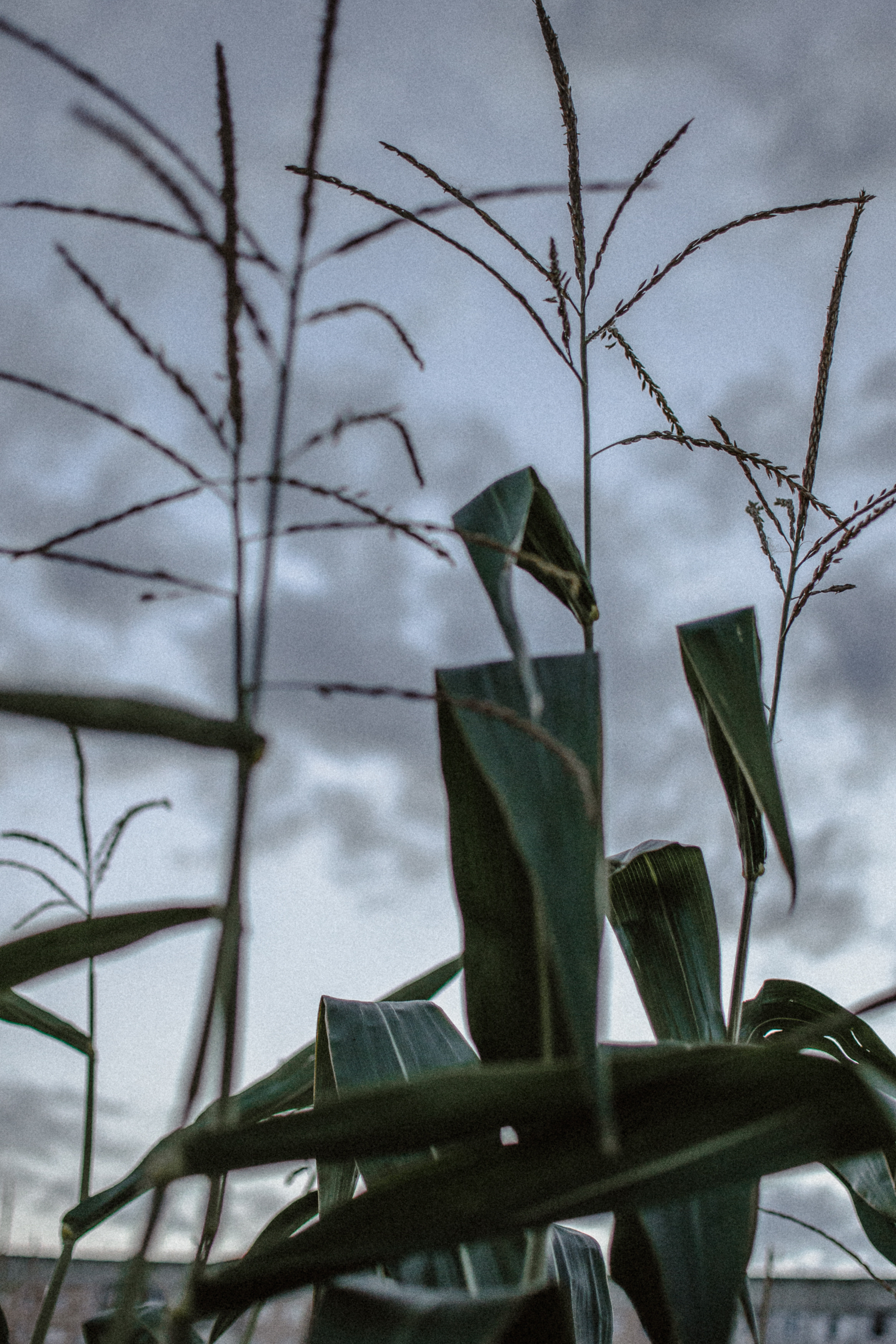 Індивідуальна фотосесія. Тернопіль. Сімейний, дитячий та індивідуальний фотограф в м. Тернопіль, м. Львів