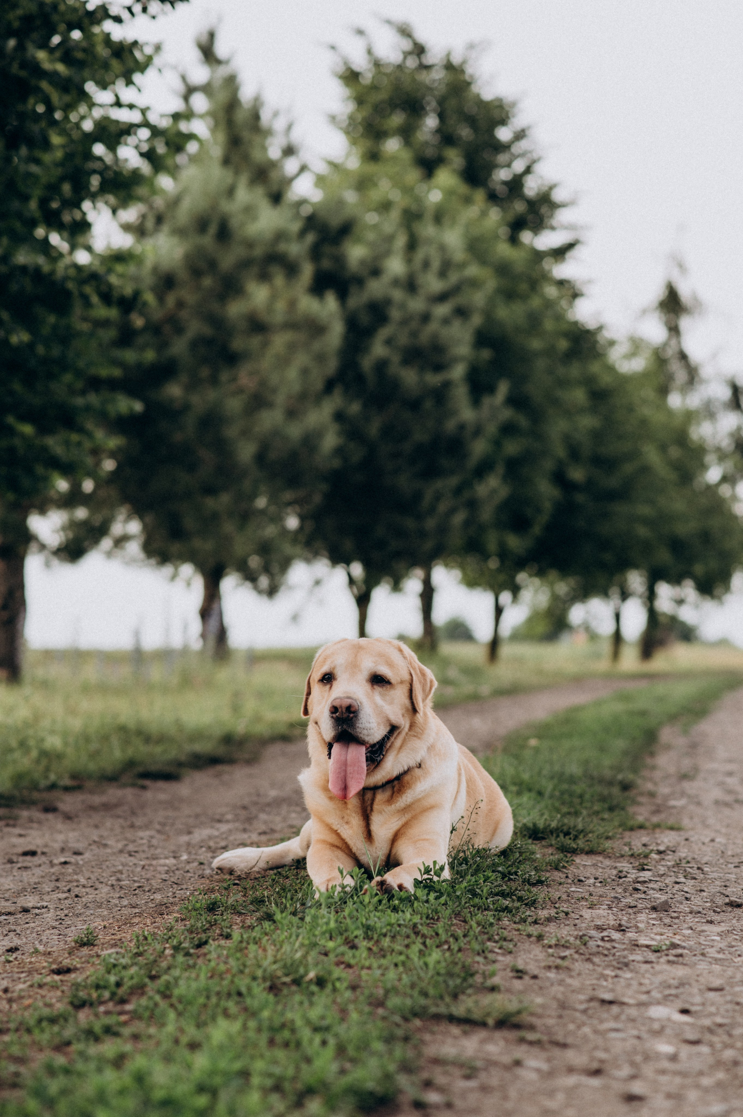 Сімейна фотосесія на природі, зйомка з собакою, фотосесія лавсторі Тернопіль. Сімейний, дитячий та індивідуальний фотограф в м. Тернопіль, м. Львів