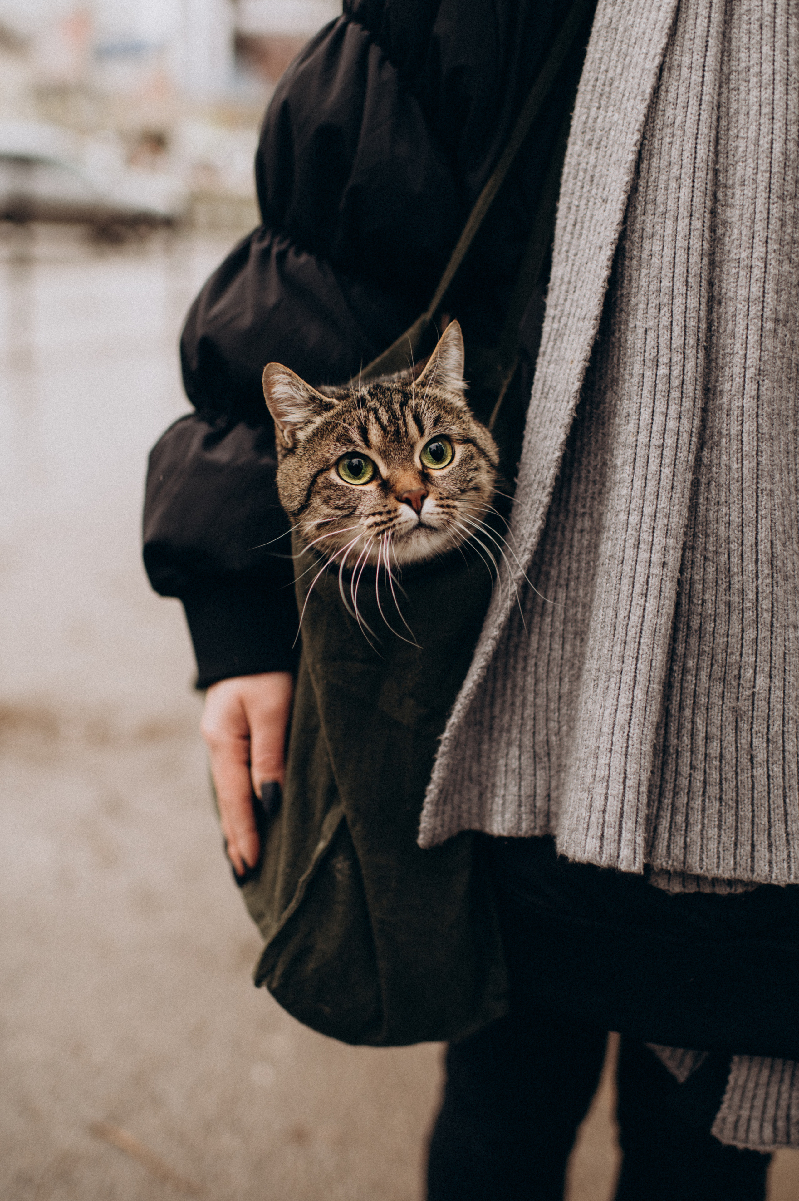Фотосесія з котиком. Сімейний, дитячий та індивідуальний фотограф в м. Тернопіль, м. Львів