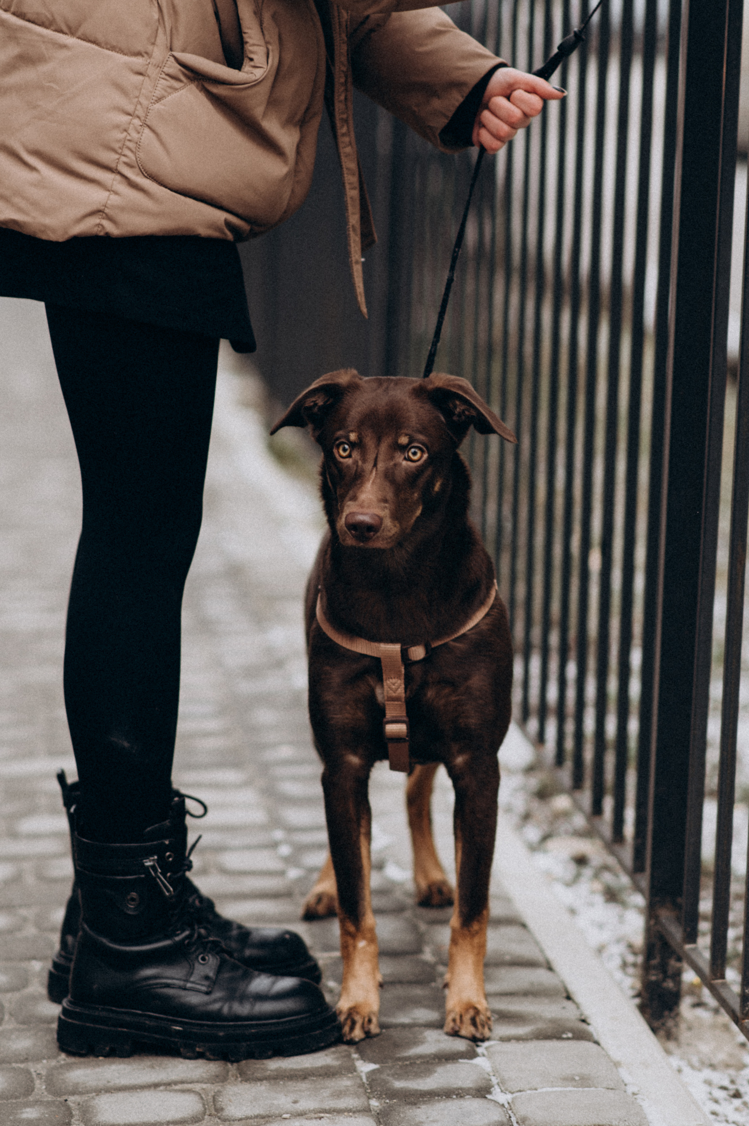 Зйомка з домашнім улюбленцем. Сімейний, дитячий та індивідуальний фотограф в м. Тернопіль, м. Львів