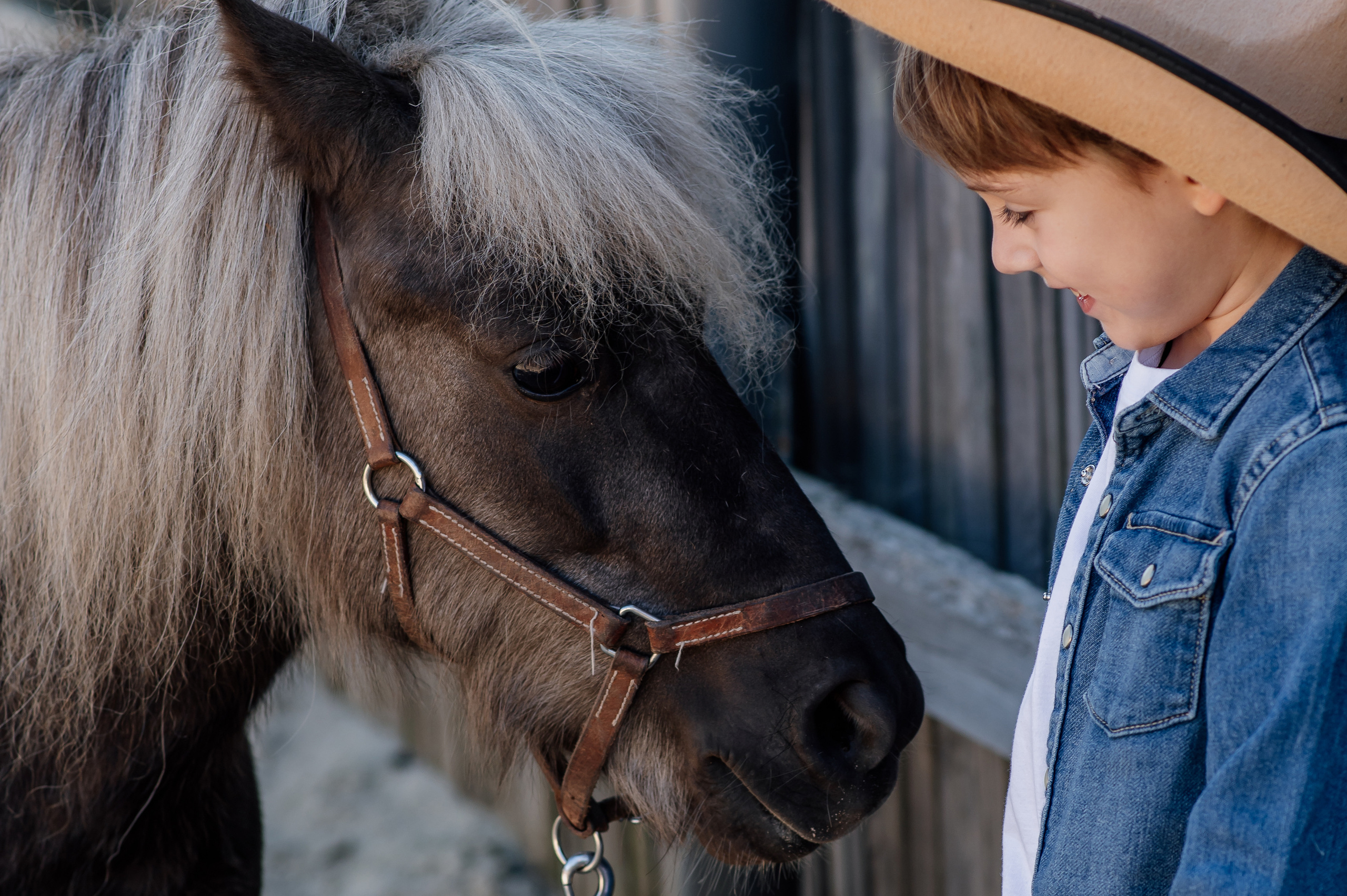 Сімейна фотосесія з кониками. Тернопіль. Сімейний, дитячий та індивідуальний фотограф в м. Тернопіль, м. Львів