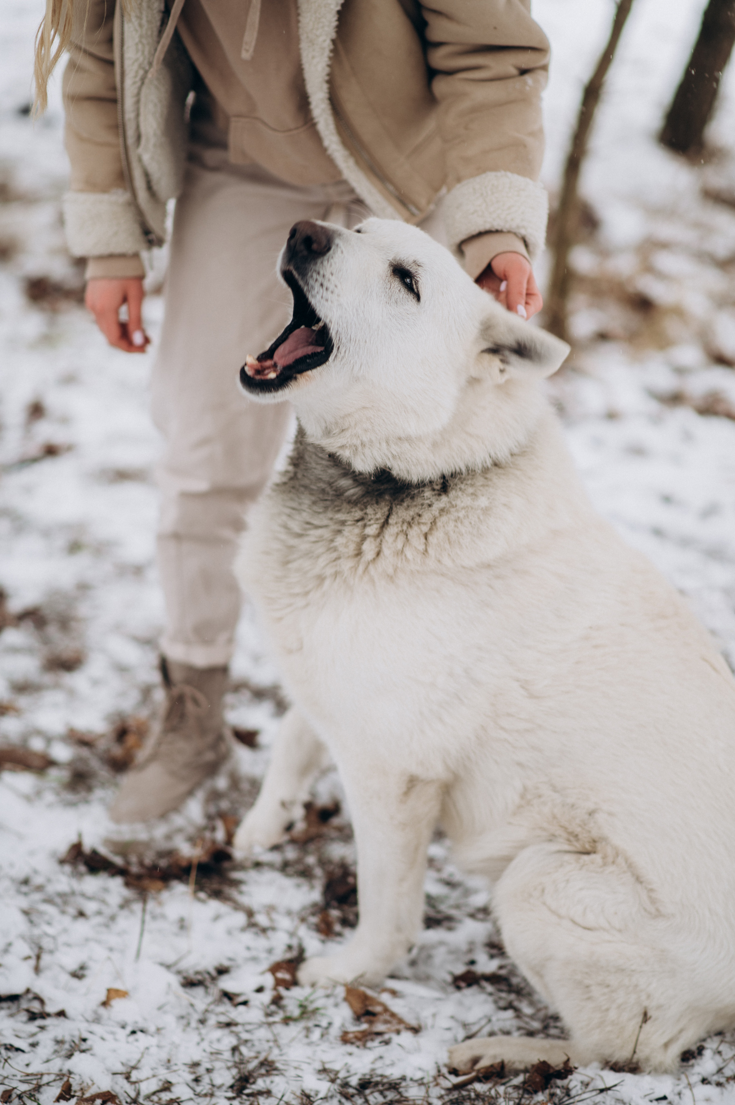 Зйомка з собакою Oleksandra & Volt. Сімейний, дитячий та індивідуальний фотограф в м. Тернопіль, м. Львів