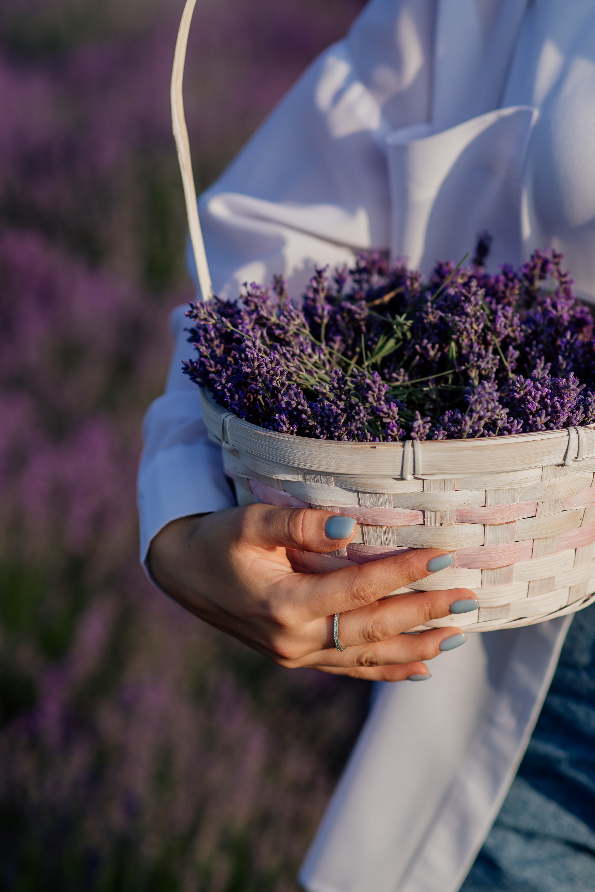 Фотосесія в лаванді. Лілія. Сімейний, дитячий та індивідуальний фотограф в м. Тернопіль, м. Львів