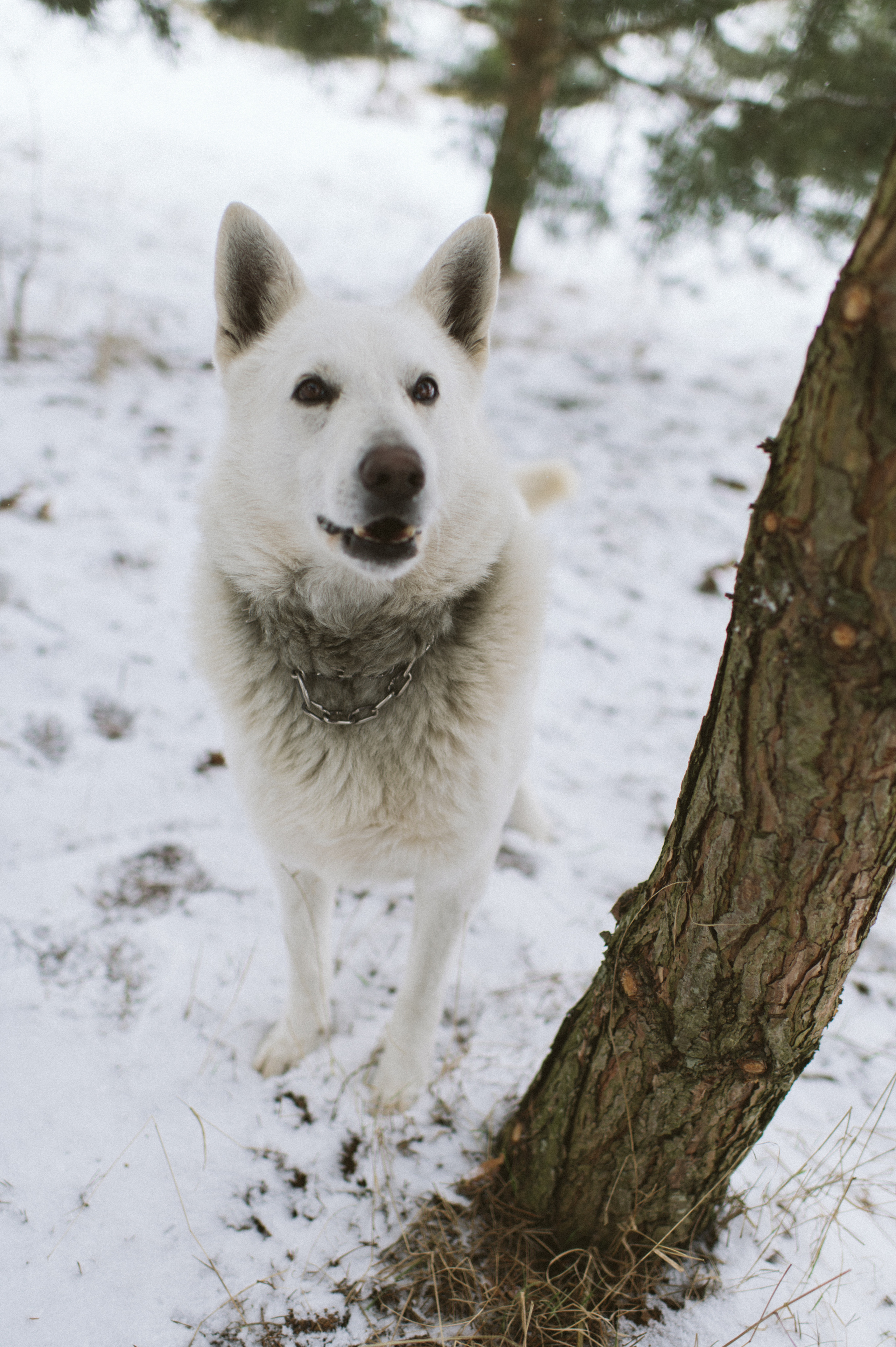 Зйомка з собакою Oleksandra & Volt. Сімейний, дитячий та індивідуальний фотограф в м. Тернопіль, м. Львів