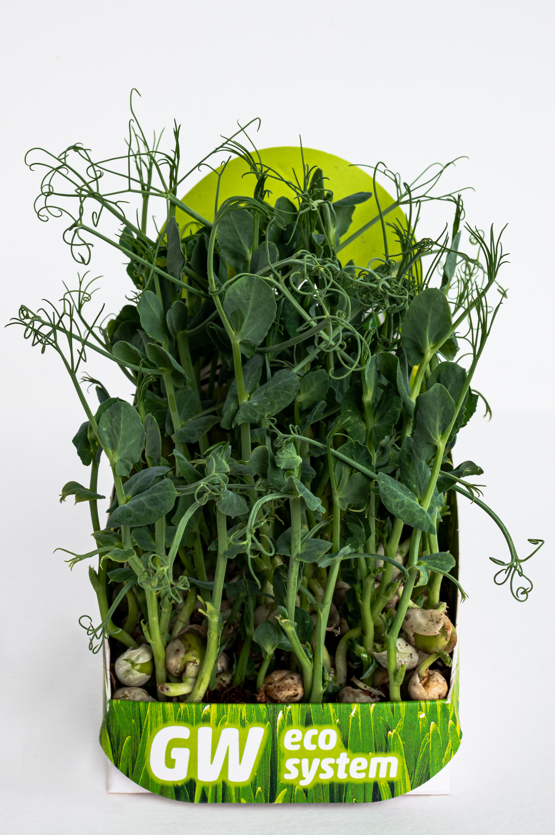 Предметні фото. Сімейний, дитячий та індивідуальний фотограф в м. Тернопіль, м. Львів