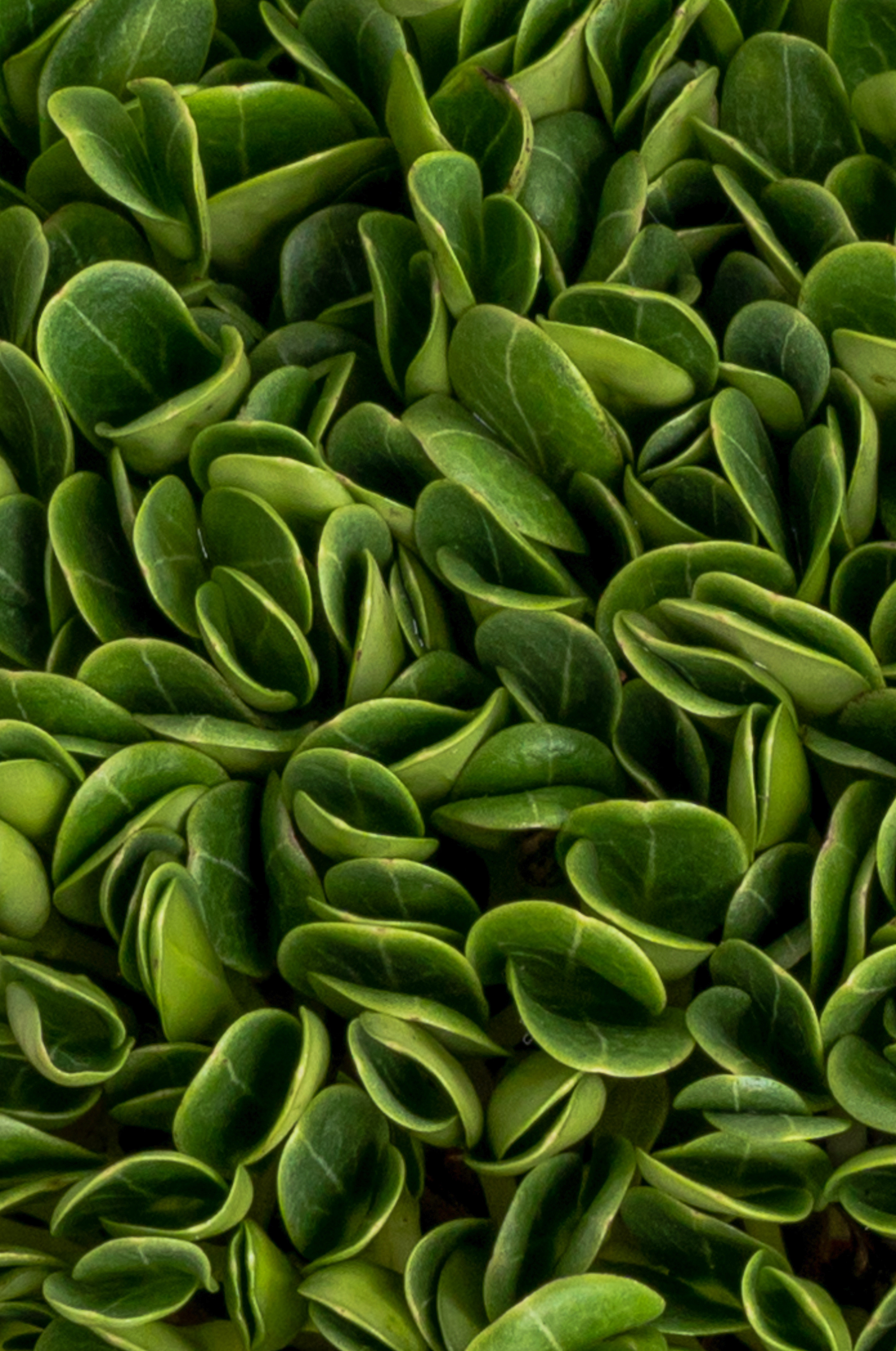 Предметні фото. Сімейний, дитячий та індивідуальний фотограф в м. Тернопіль, м. Львів