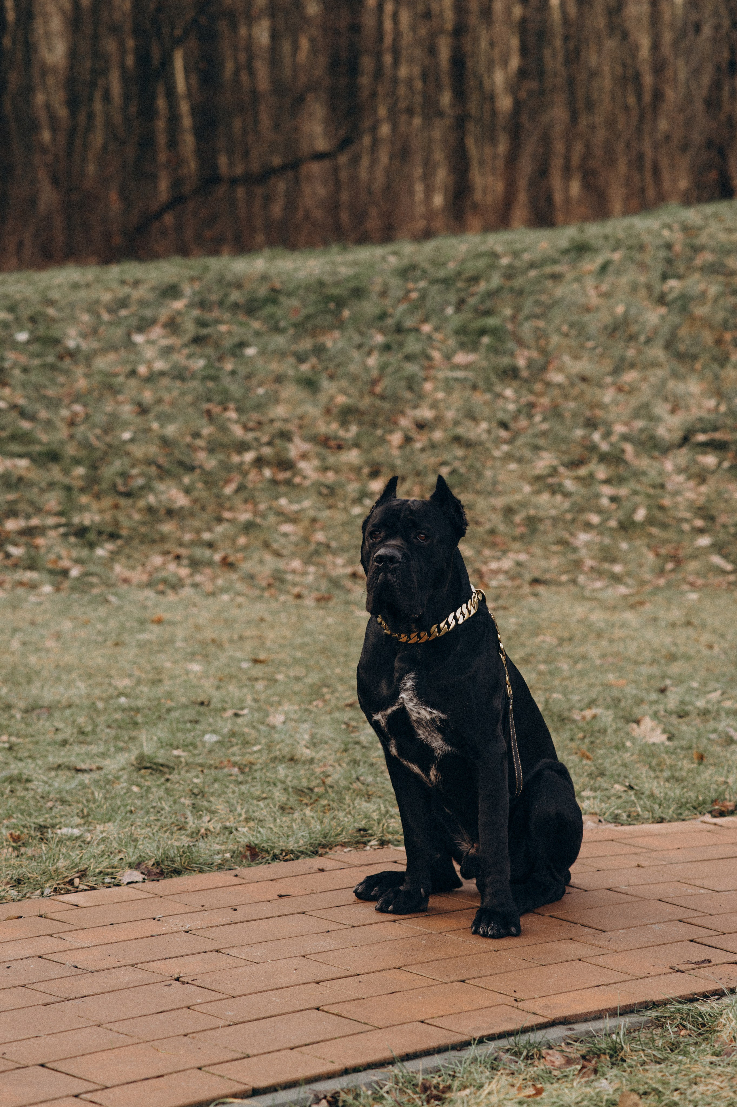 Фотосесія з собакою, зйомка з домашнім улюбленцем, фотосесія на природі Тернопіль, зйомка дівчат. Сімейний, дитячий та індивідуальний фотограф в м. Тернопіль, м. Львів
