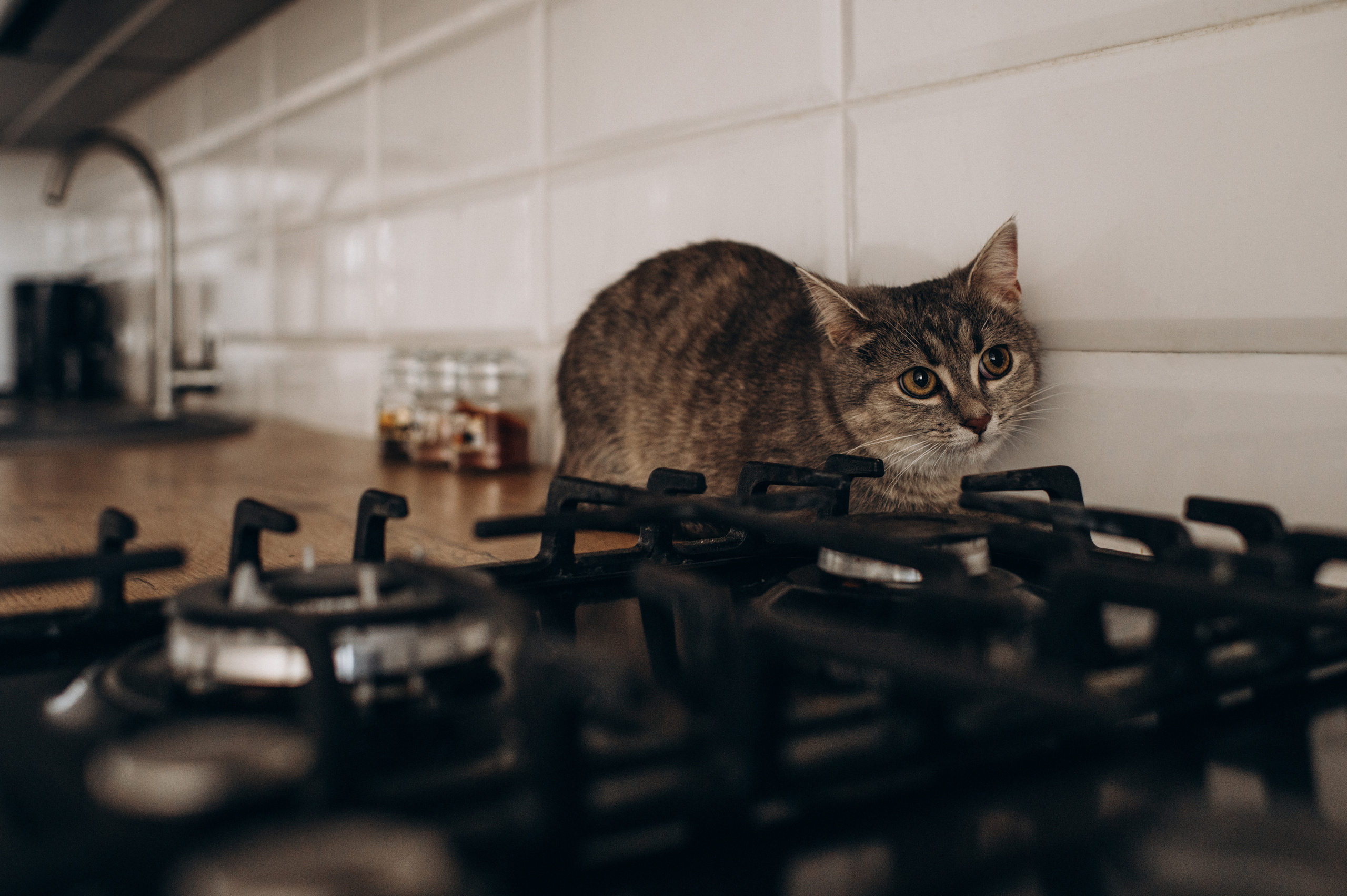 Фотосесія з котиком. Сімейний, дитячий та індивідуальний фотограф в м. Тернопіль, м. Львів