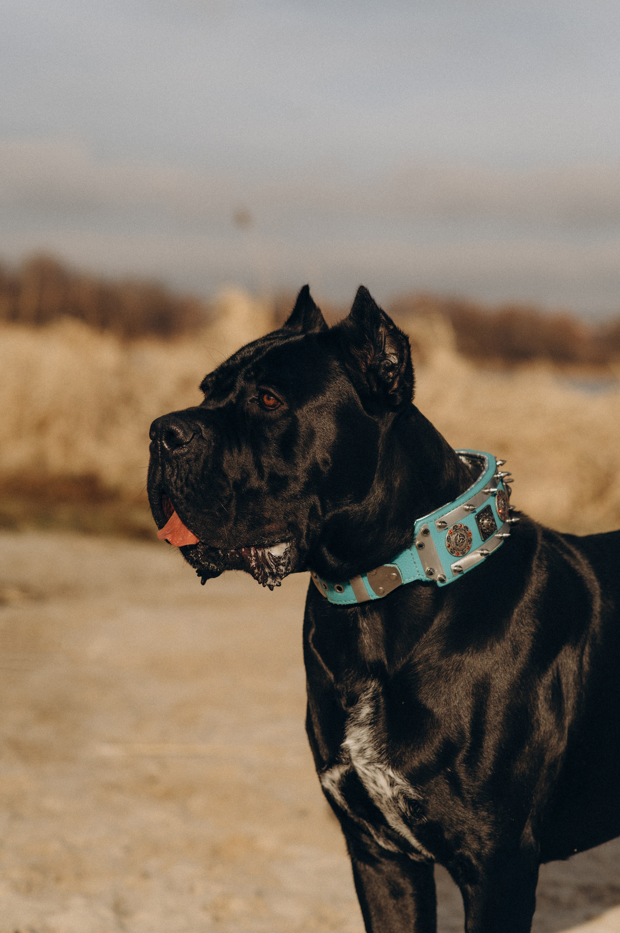 Фотосесія з собакою, зйомка з домашнім улюбленцем, фотосесія на природі Тернопіль, зйомка дівчат. Сімейний, дитячий та індивідуальний фотограф в м. Тернопіль, м. Львів