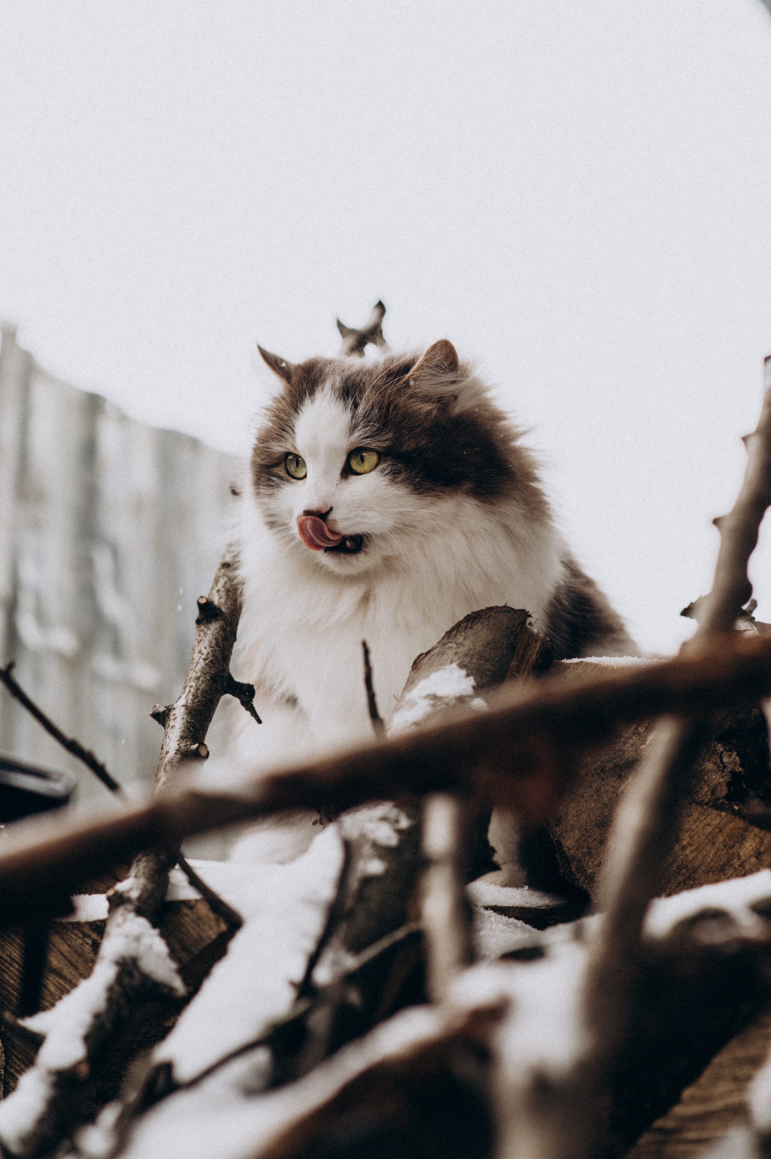 Зйомка з собакою Oleksandra & Volt. Сімейний, дитячий та індивідуальний фотограф в м. Тернопіль, м. Львів