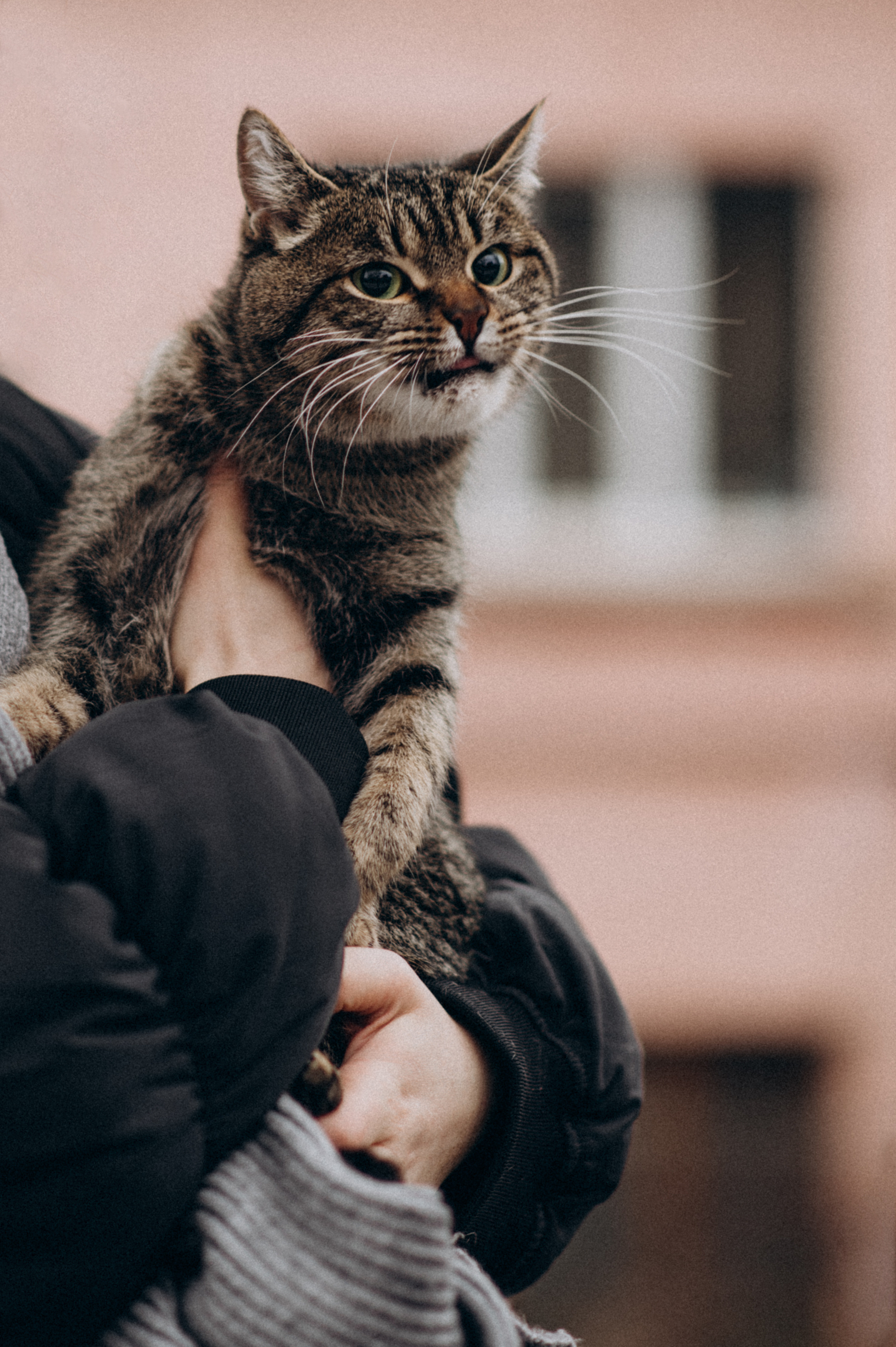 Фотосесія з котиком. Сімейний, дитячий та індивідуальний фотограф в м. Тернопіль, м. Львів