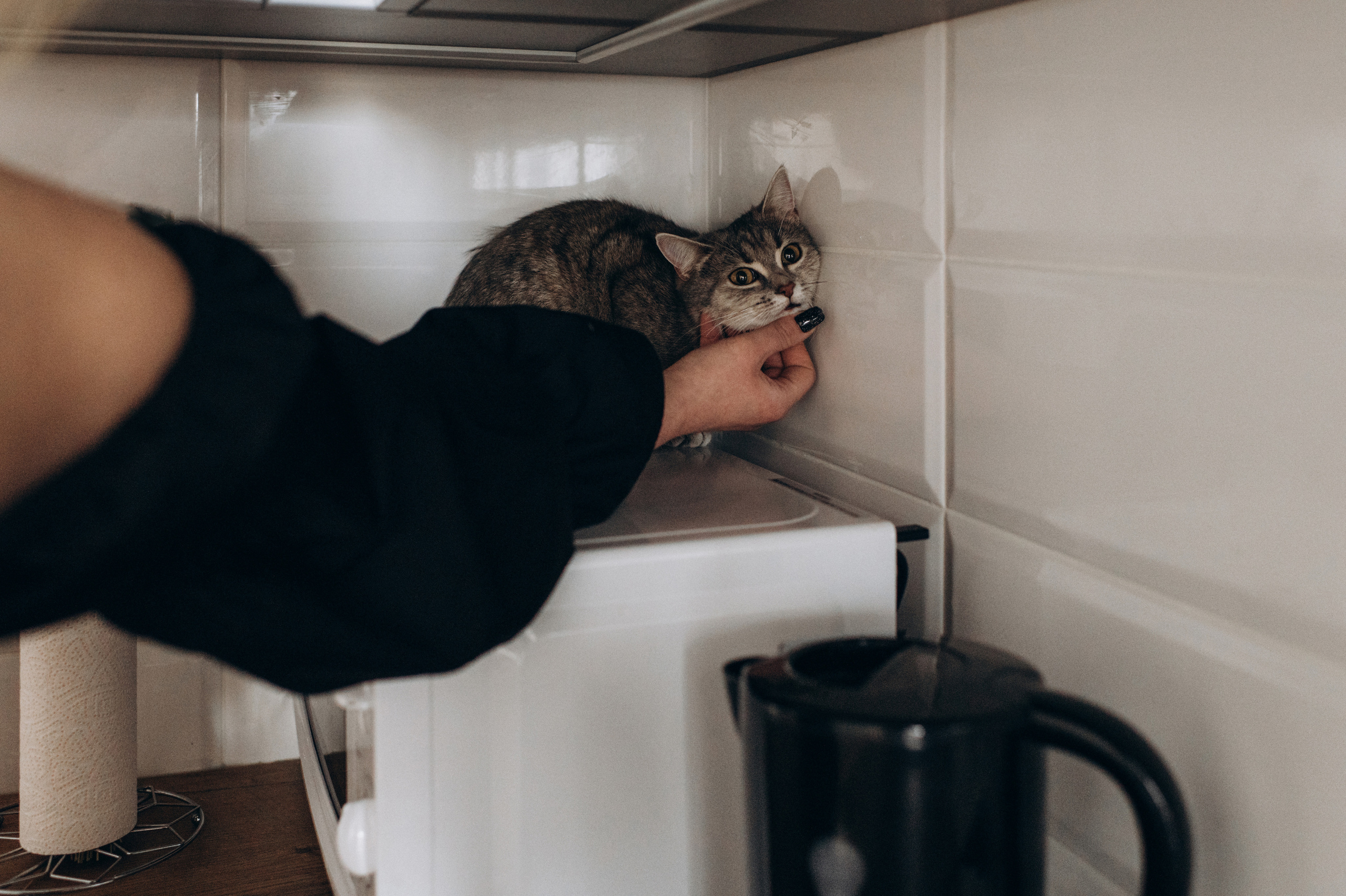 Фотосесія з котиком. Сімейний, дитячий та індивідуальний фотограф в м. Тернопіль, м. Львів