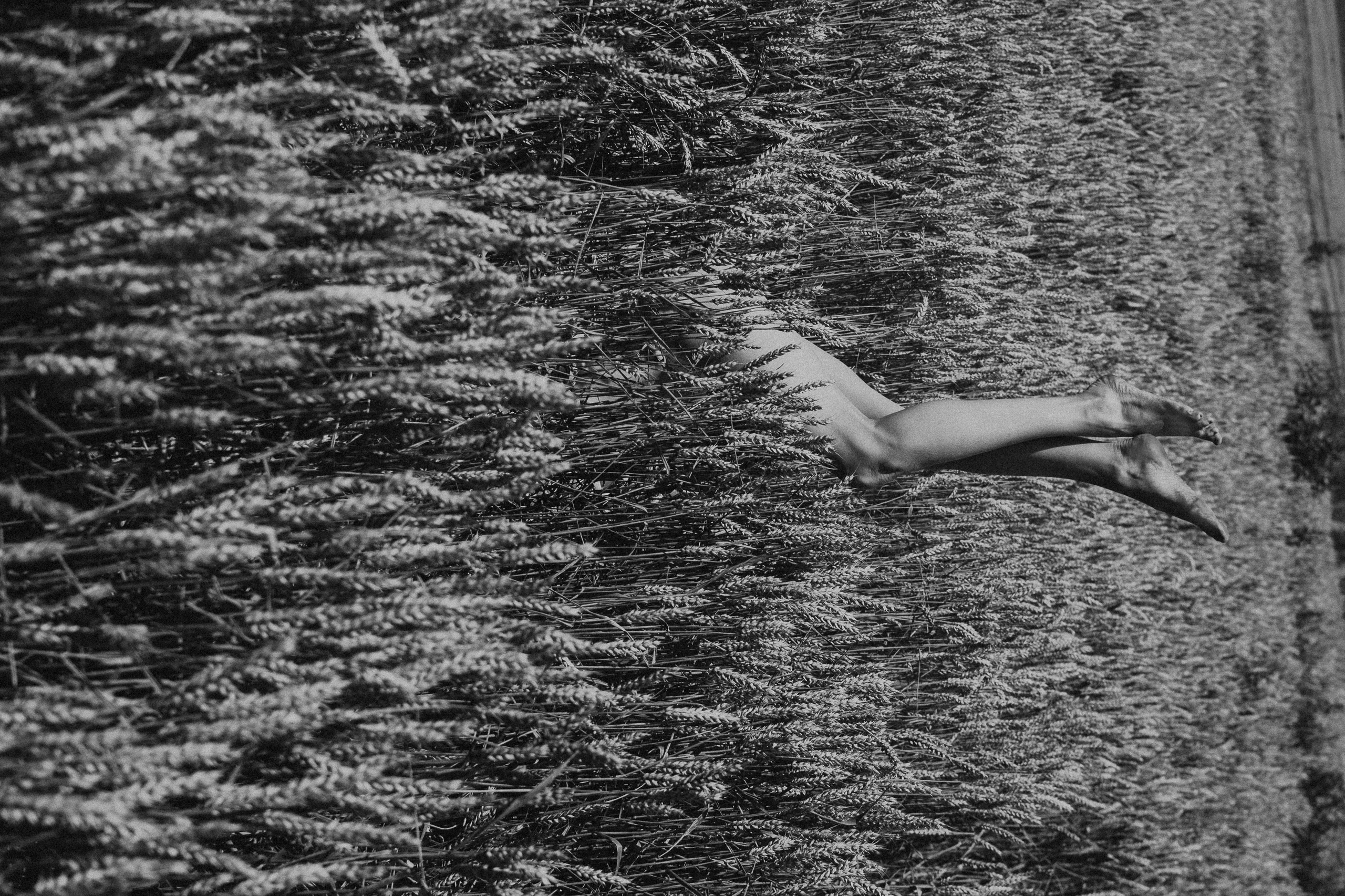 Фотосесія в пшениці. Тернопільська обл. Сімейний, дитячий та індивідуальний фотограф в м. Тернопіль, м. Львів