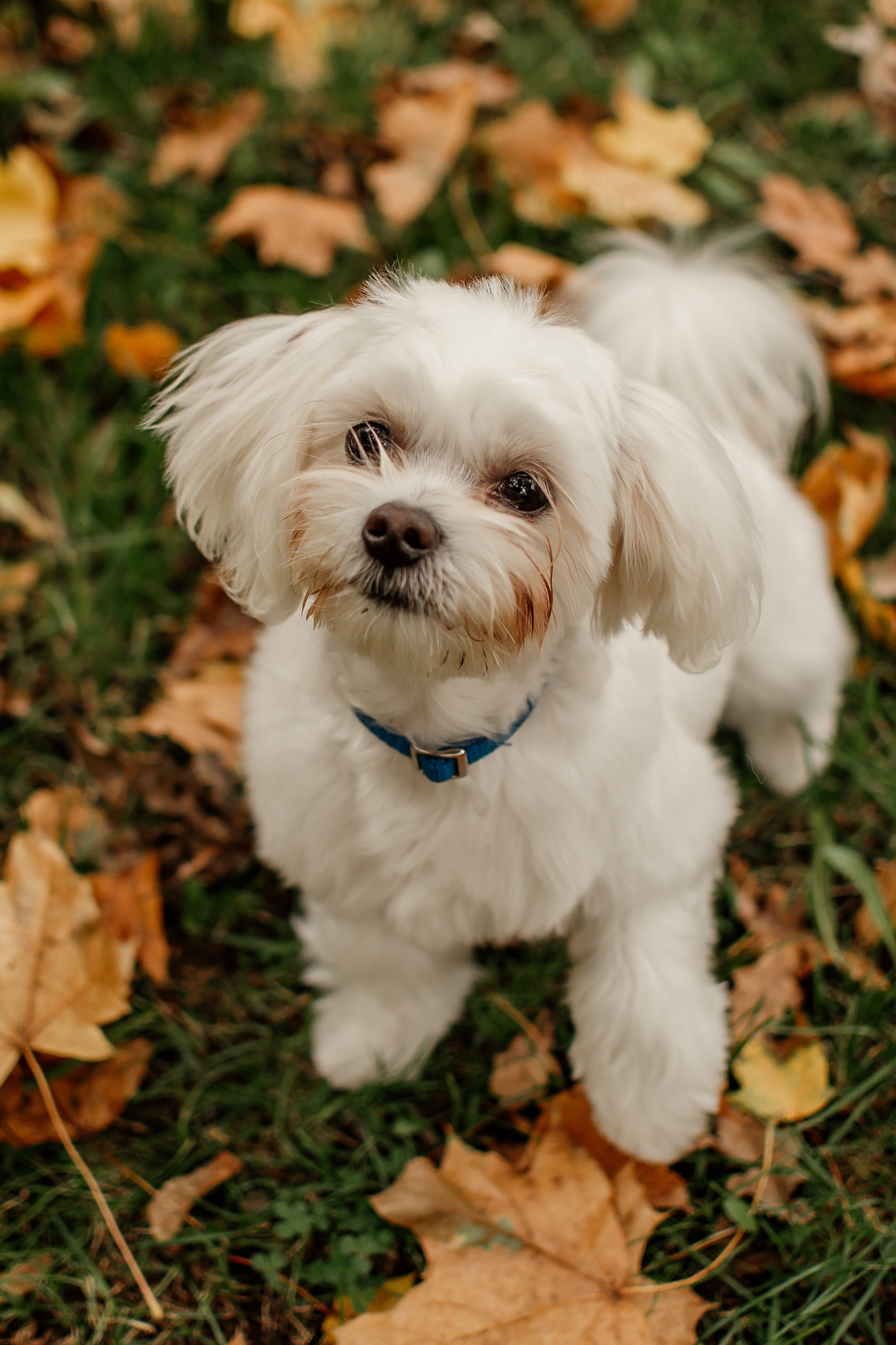 Yana. Сімейний, дитячий та індивідуальний фотограф в м. Тернопіль, м. Львів
