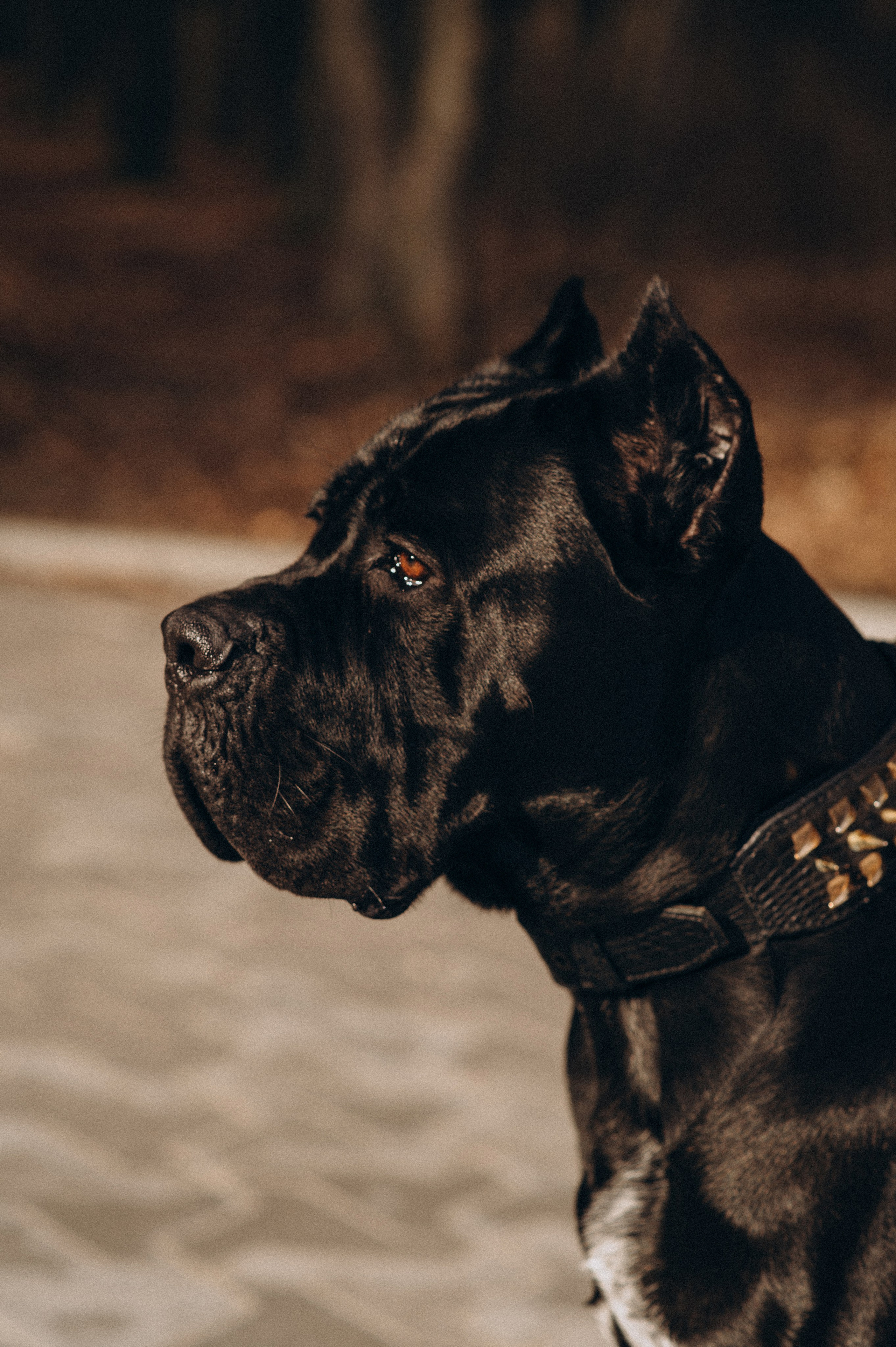 Фотосесія з собакою, зйомка з домашнім улюбленцем, фотосесія на природі Тернопіль, зйомка дівчат. Сімейний, дитячий та індивідуальний фотограф в м. Тернопіль, м. Львів